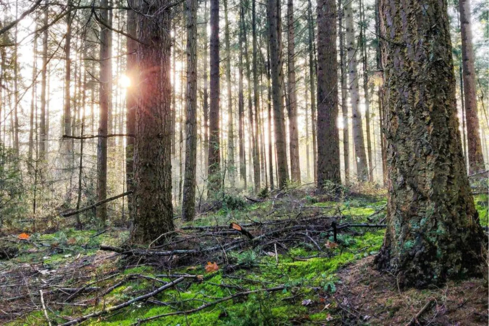 RCN Vakantiepark de Noordster 4-Gebiete Sommer 20 km
