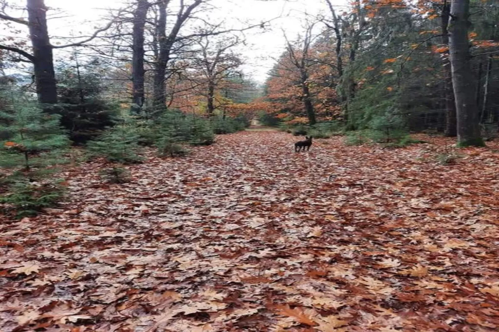 Vakantiepark Hunzedal 11-Zones été à 20 km