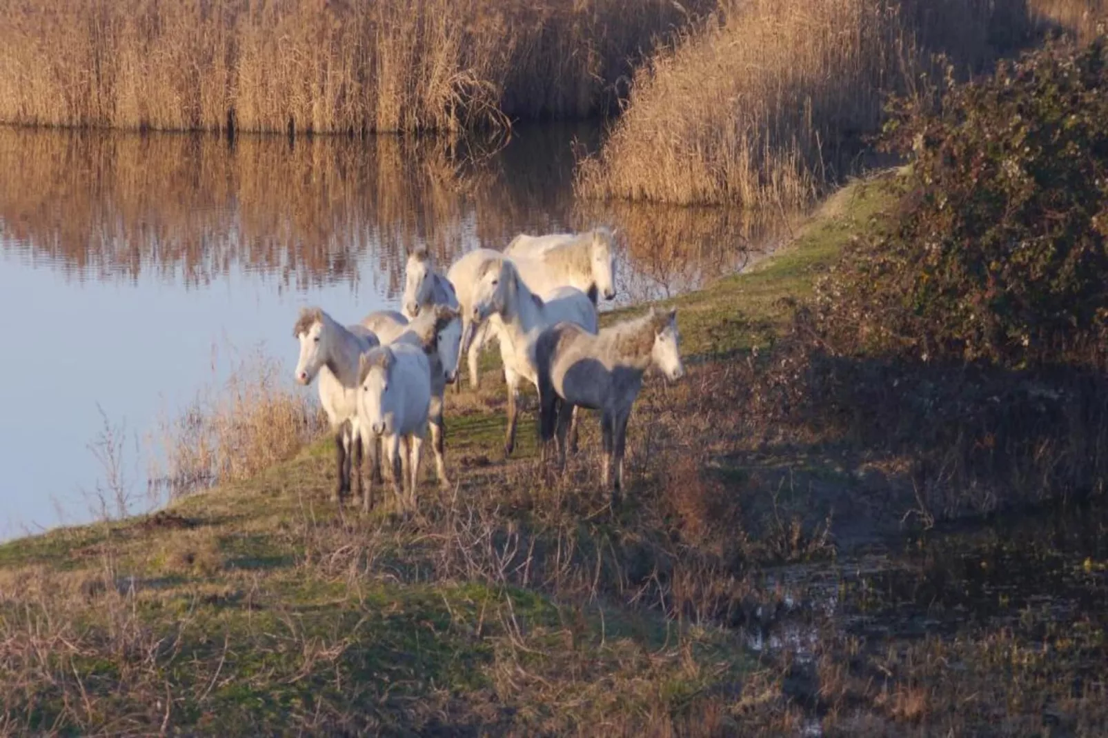 Case Mobili Mimosa-Zones été à 20 km