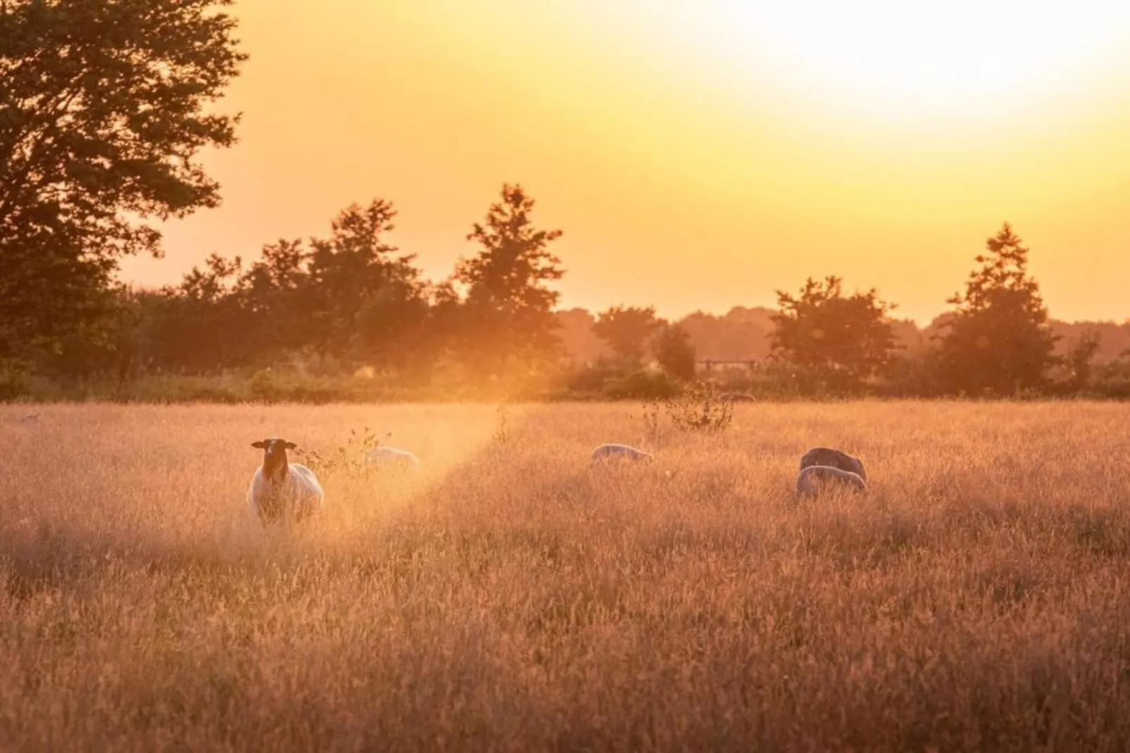 Acker Lodges 3-Gebiete Sommer 20 km