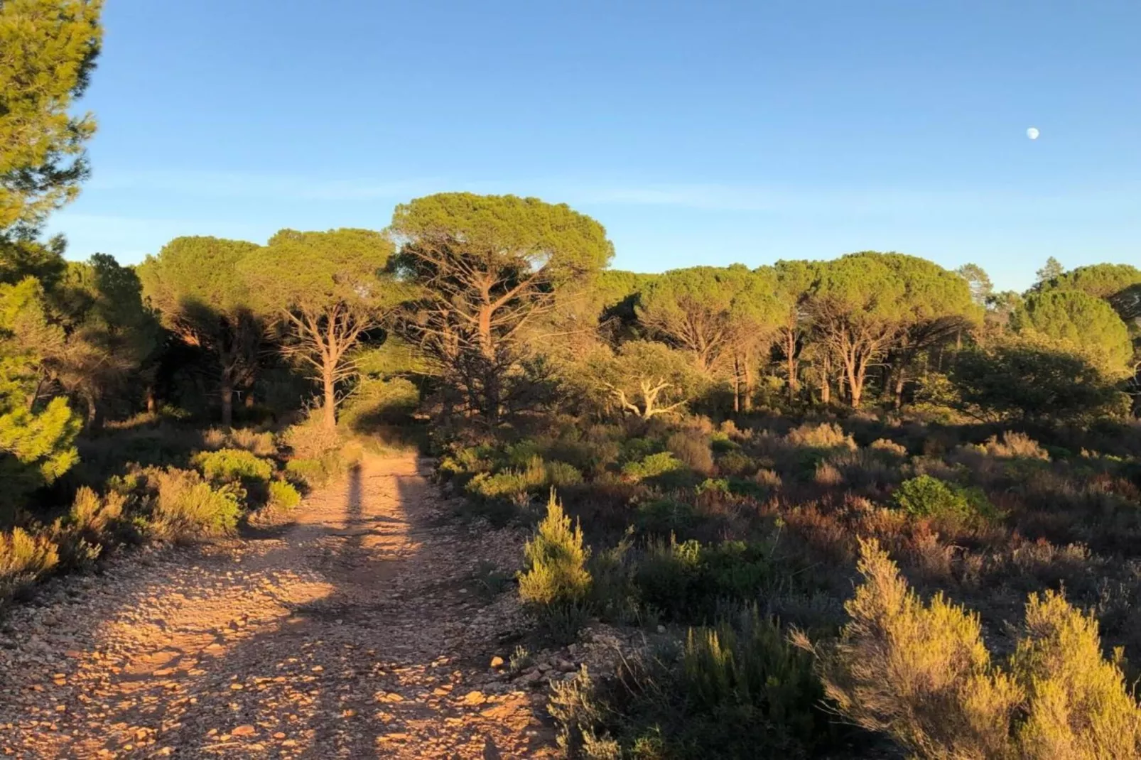 Mimosas-Zones été à 20 km