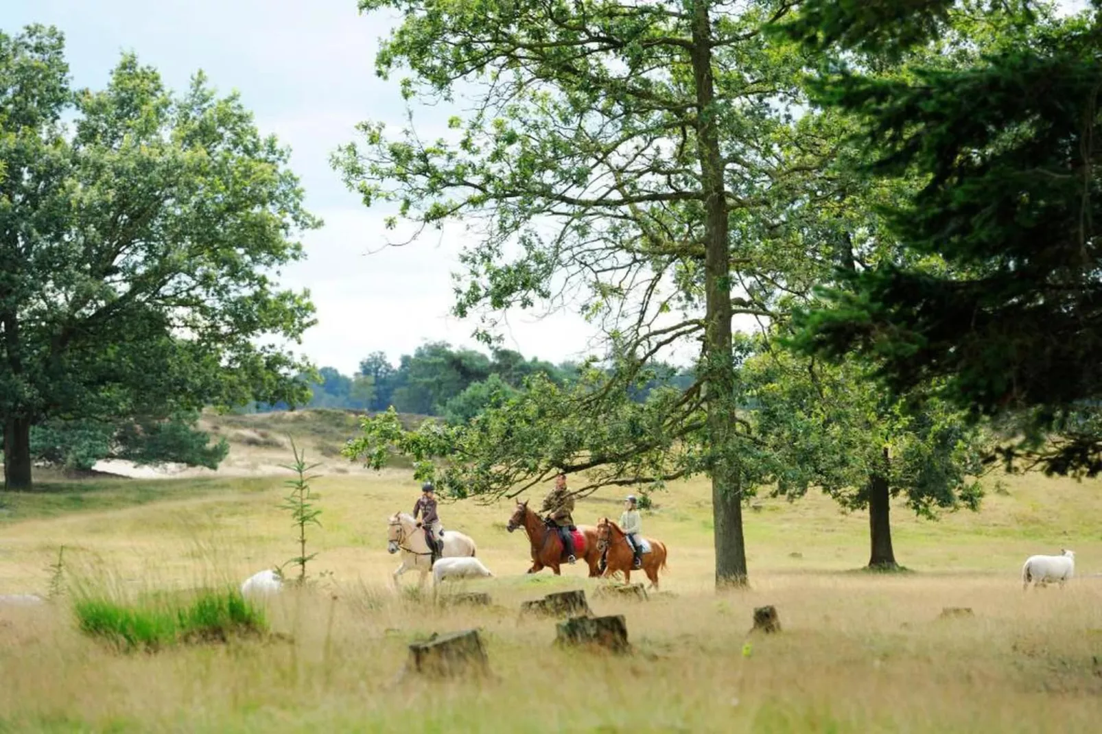 Resort Brinckerduyn 5-Areas within 20km in summer