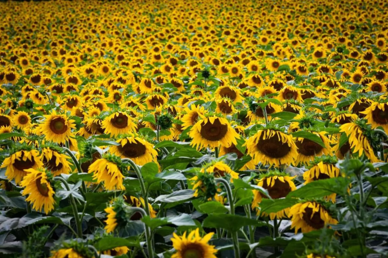 Van Gogh-Areas within 20km in summer