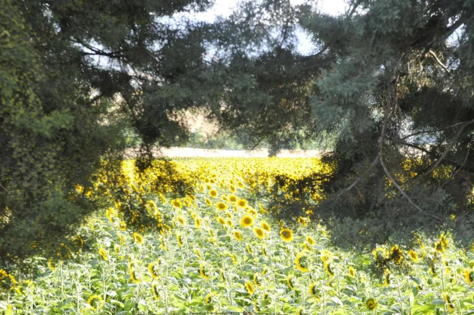 Binnella 10-Areas within 20km in summer