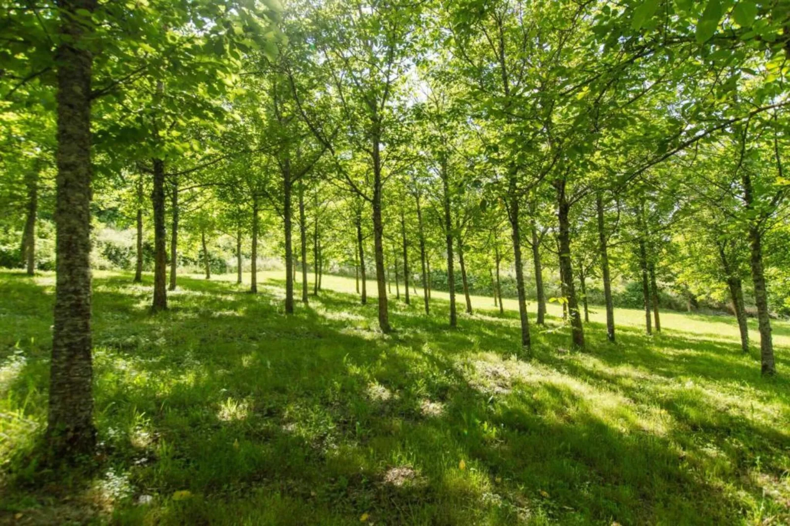 L'Acero-Areas within 20km in summer
