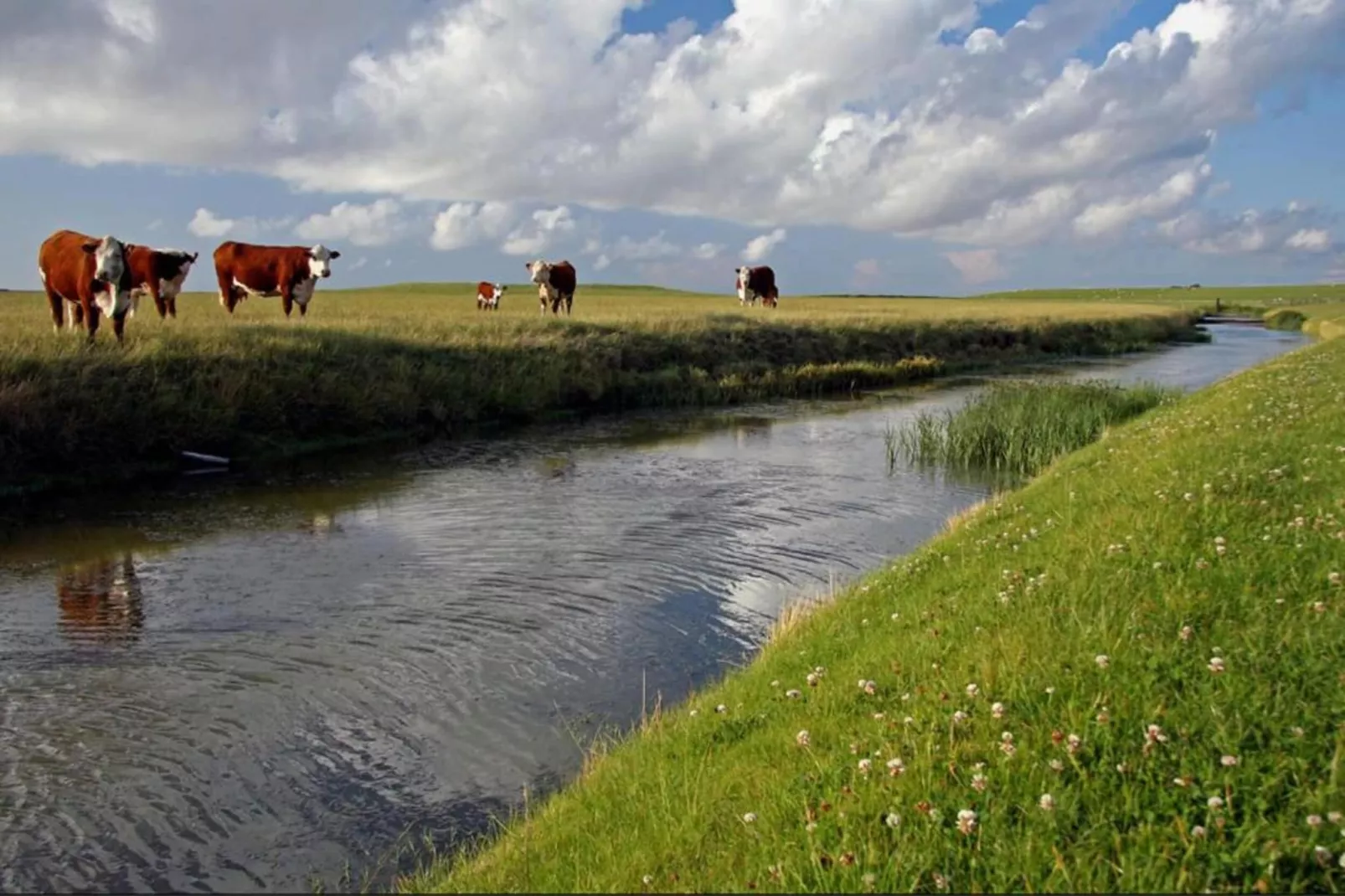 Bargereed 90-Areas within 5km in summer