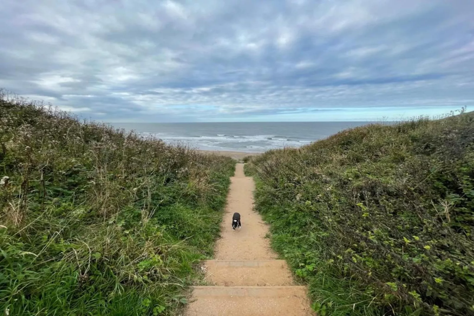Oystercatcher-Gebiete Sommer 1 km