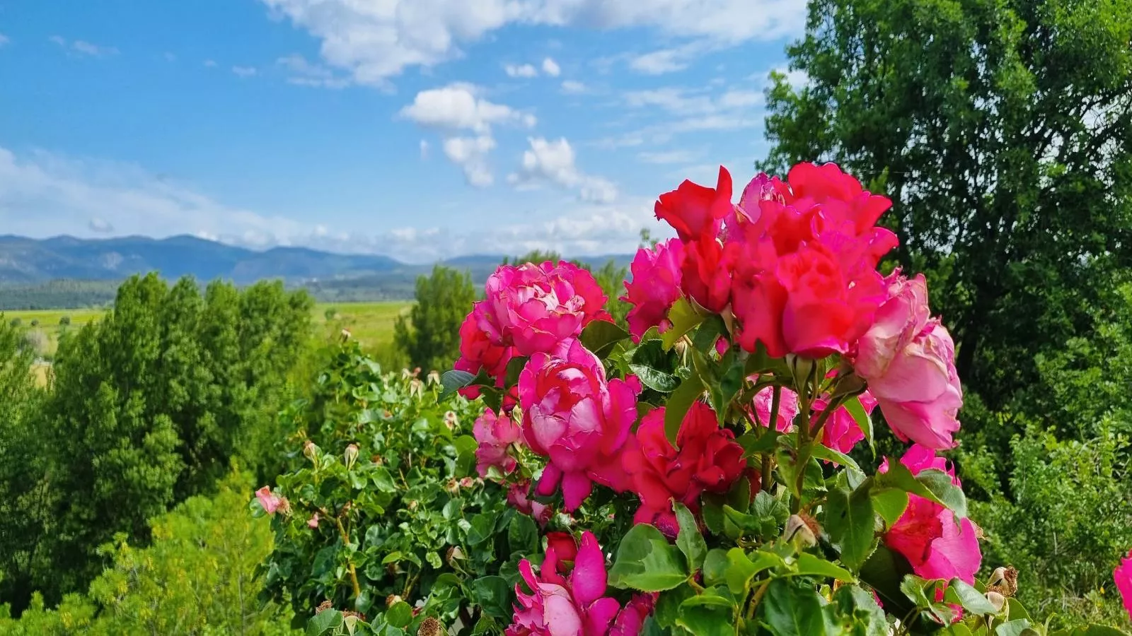 Panorama-Garten Sommer