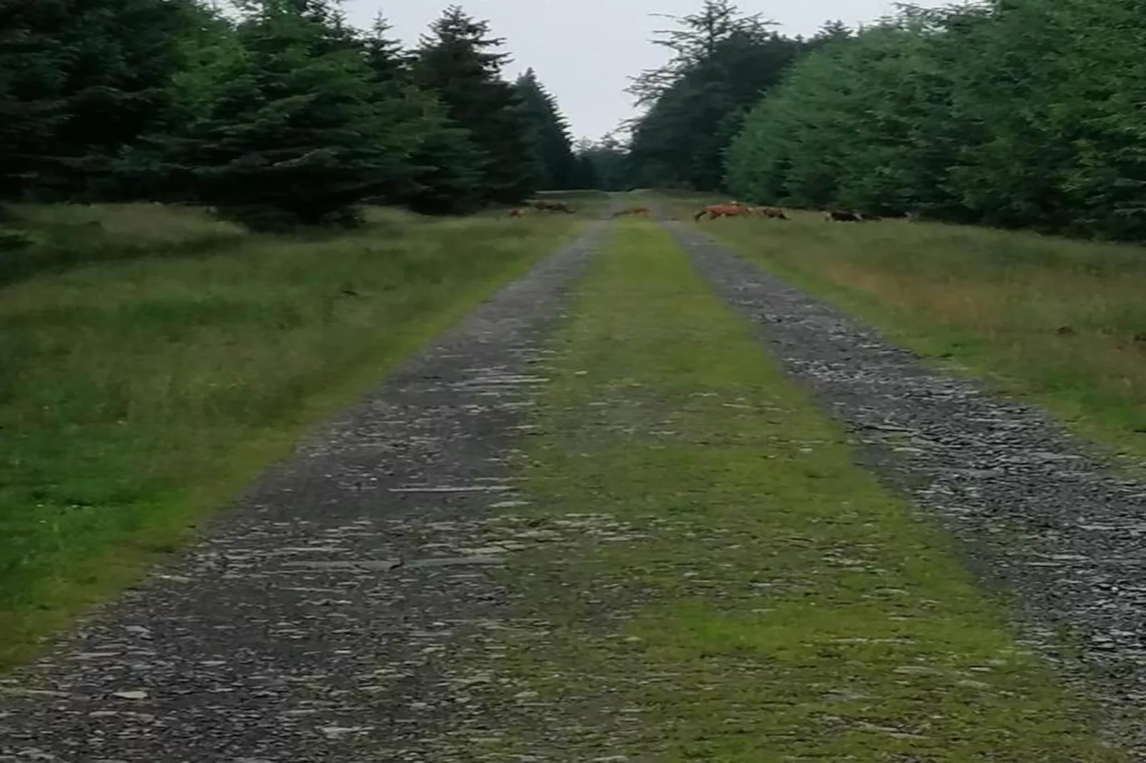 Orchidee-Areas within 20km in summer