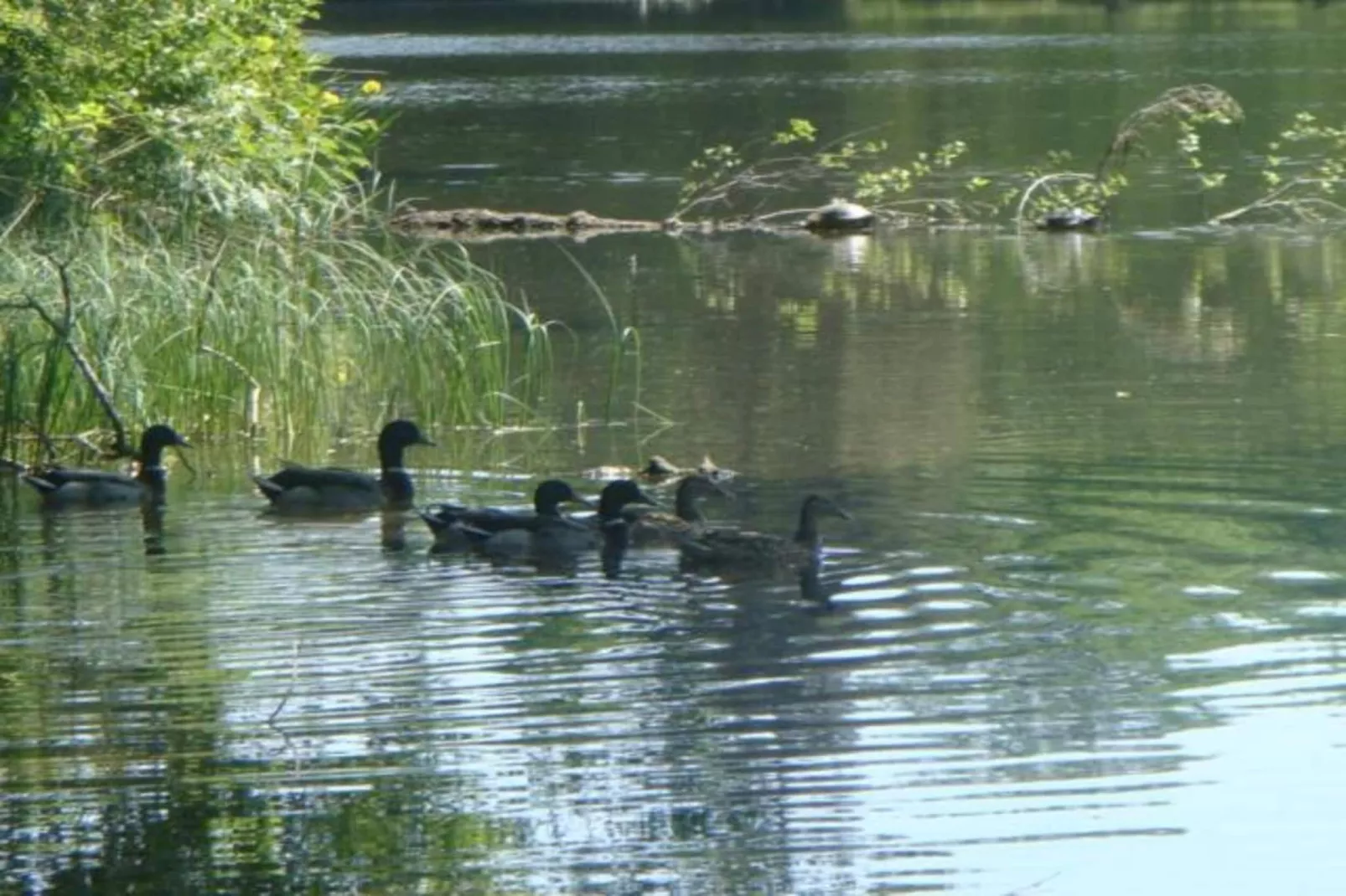 Les Sittelles-Areas within 20km in summer