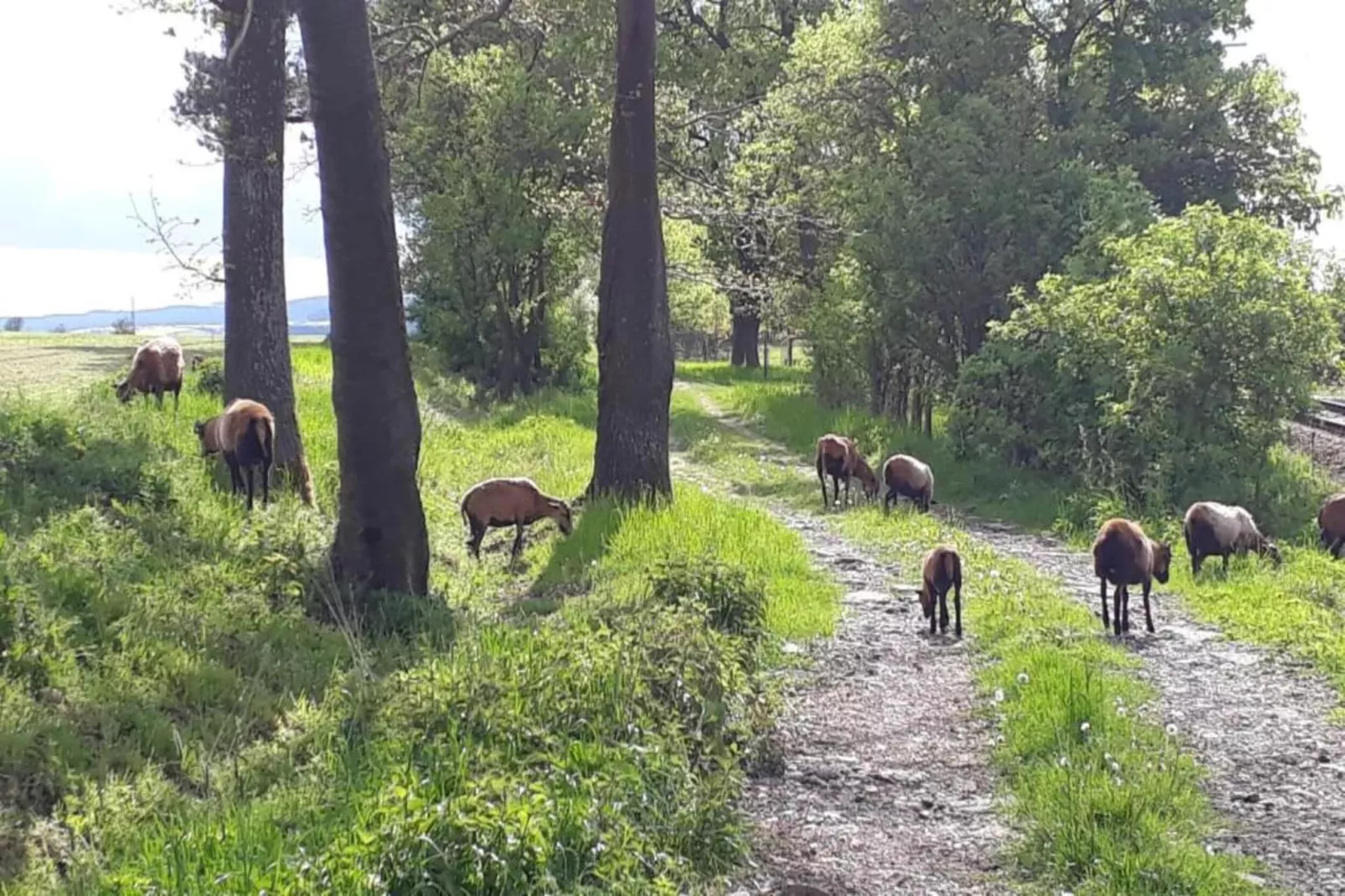 Bilinsky-Gebiete Sommer 20 km