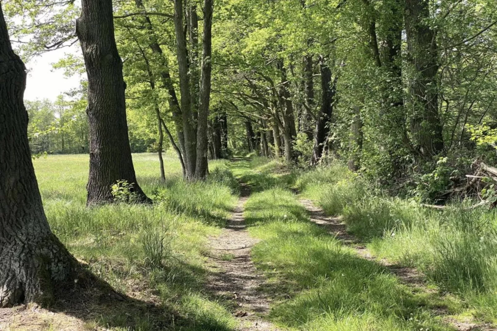Waldblick-Areas within 5km in summer
