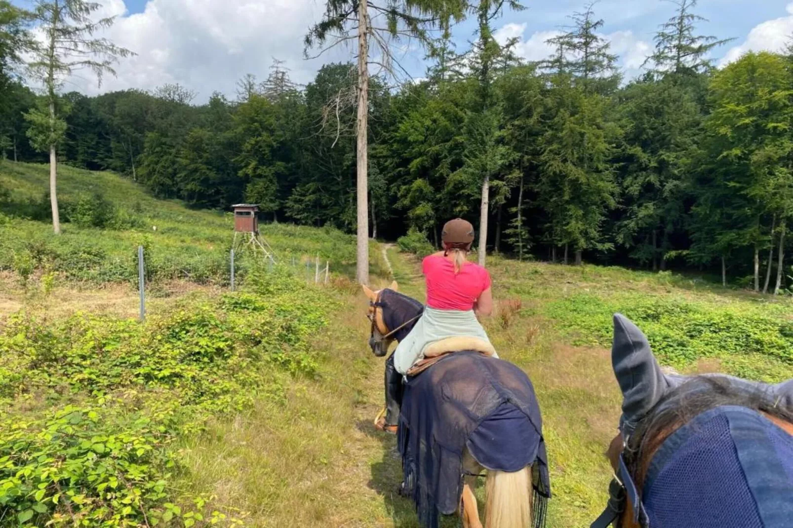 Im Teutoburger Wald-Gebiete Sommer 5 km