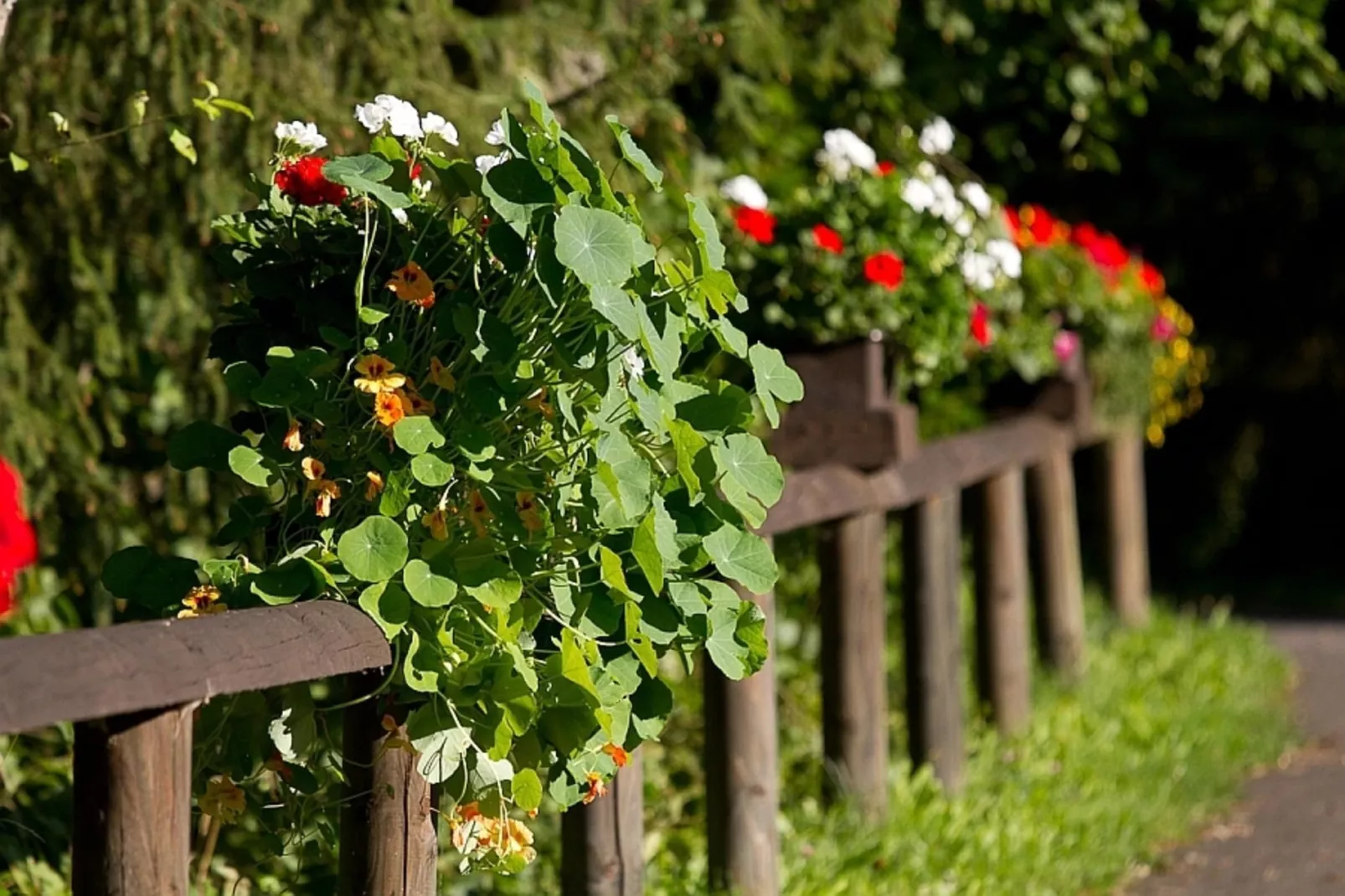 Feriendorf Reinskopf 3-Gardens in summer