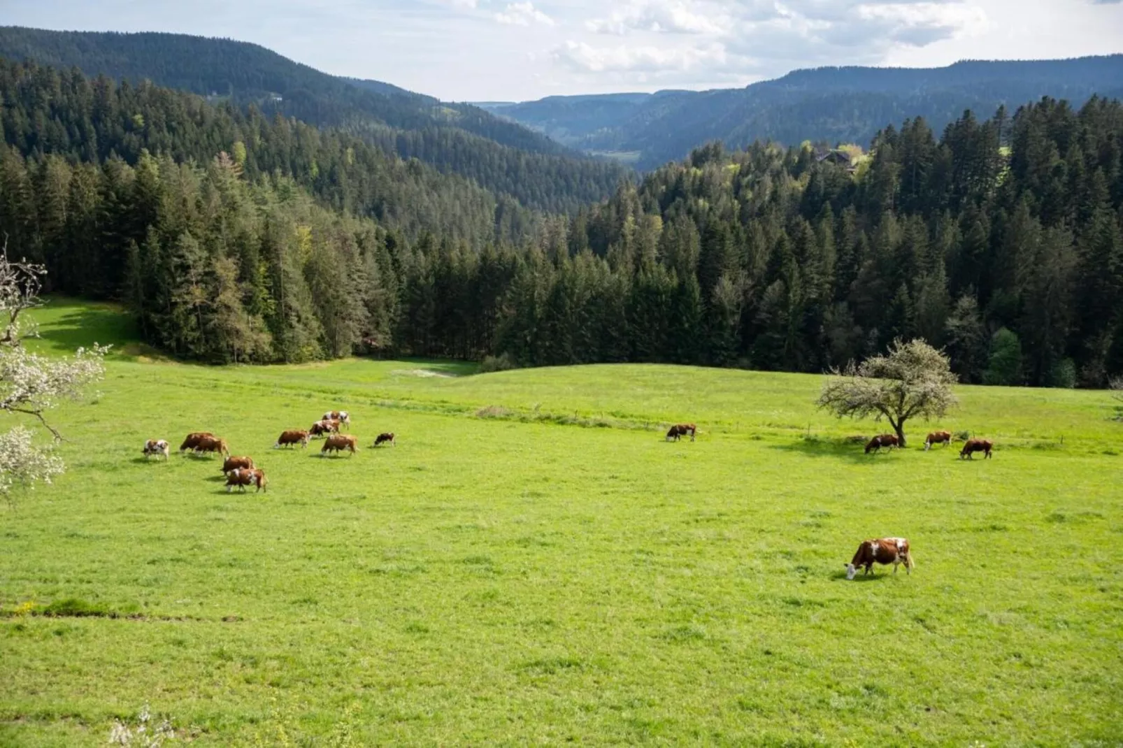 Schwarzwald-Gebiete Sommer 20 km