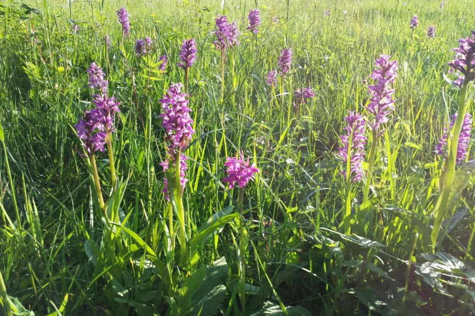 Bad Bayersoien-Gebiete Sommer 20 km