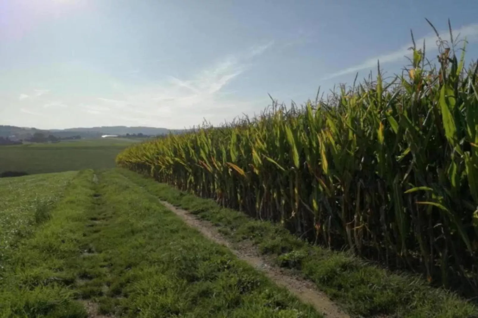 Dorothea-Gebiete Sommer 5 km
