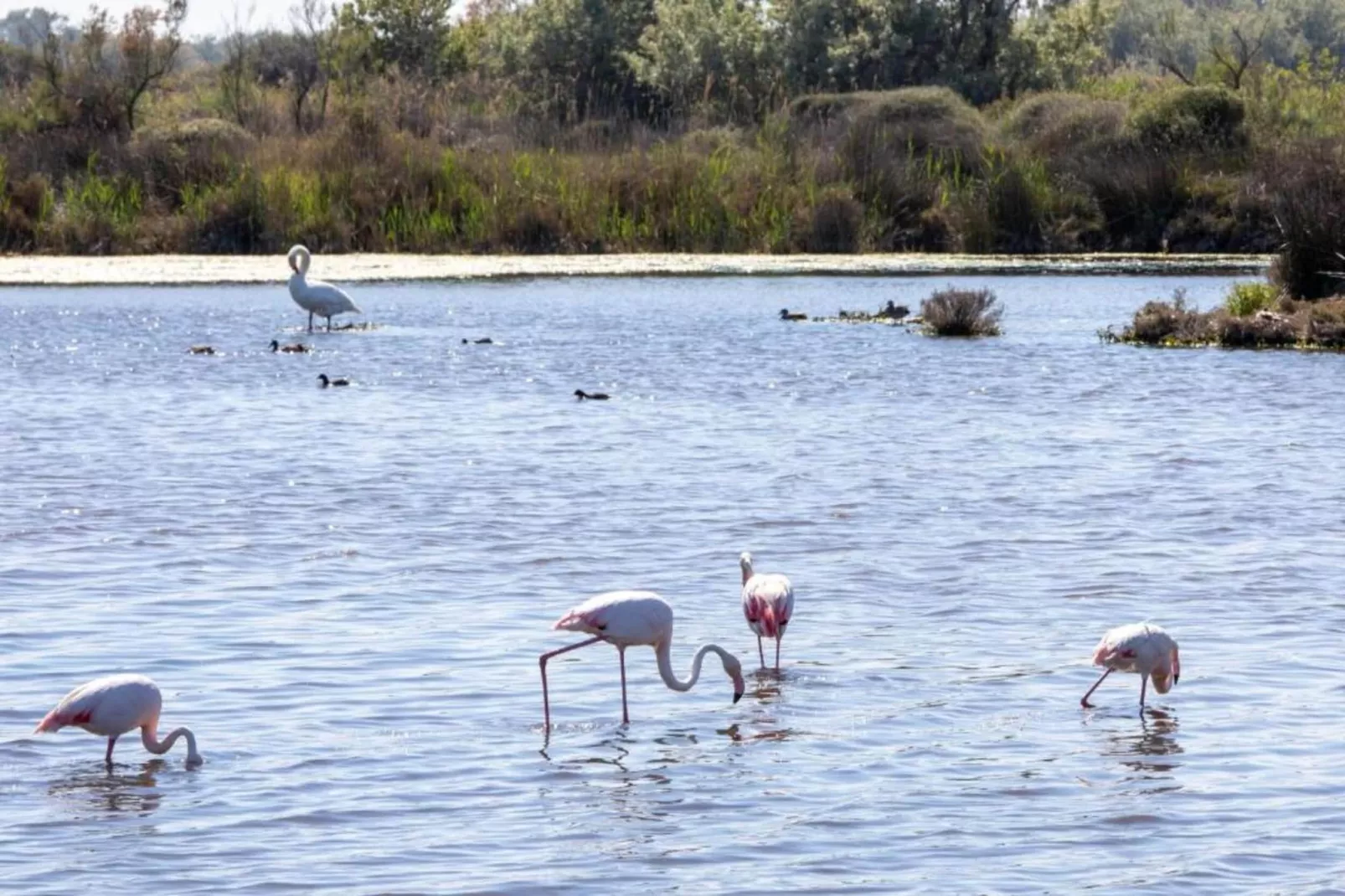 Le village Camarguais Les Gardians 1-Areas within 20km in summer