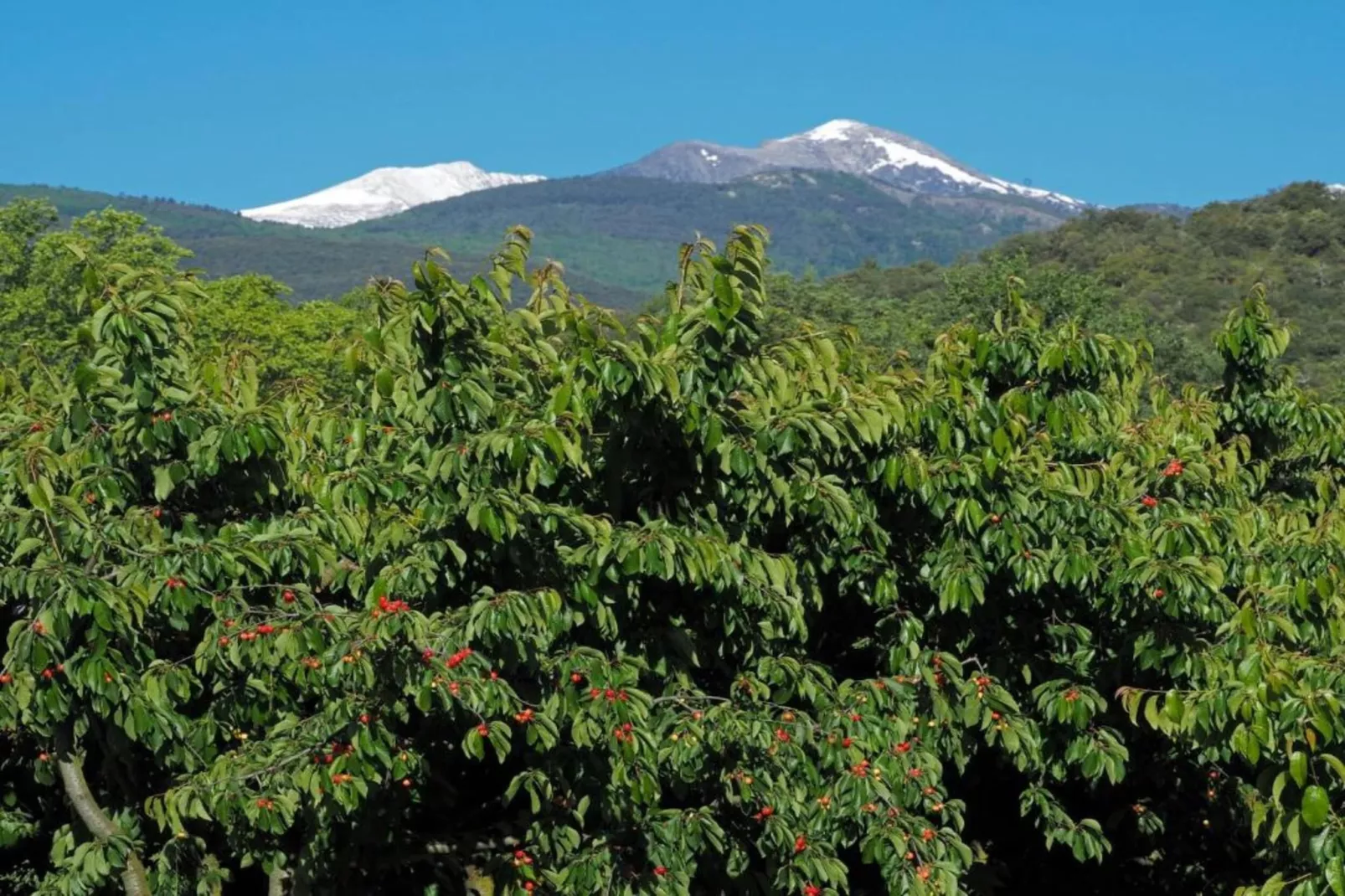 Chalet Panoramique-Areas within 20km in summer