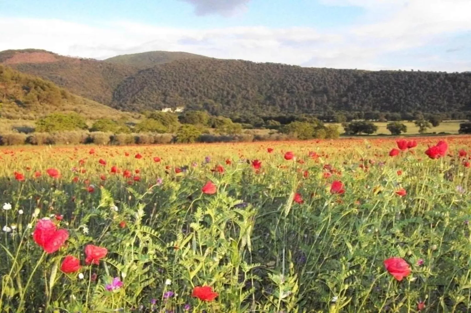 Colombaia-Areas within 20km in summer