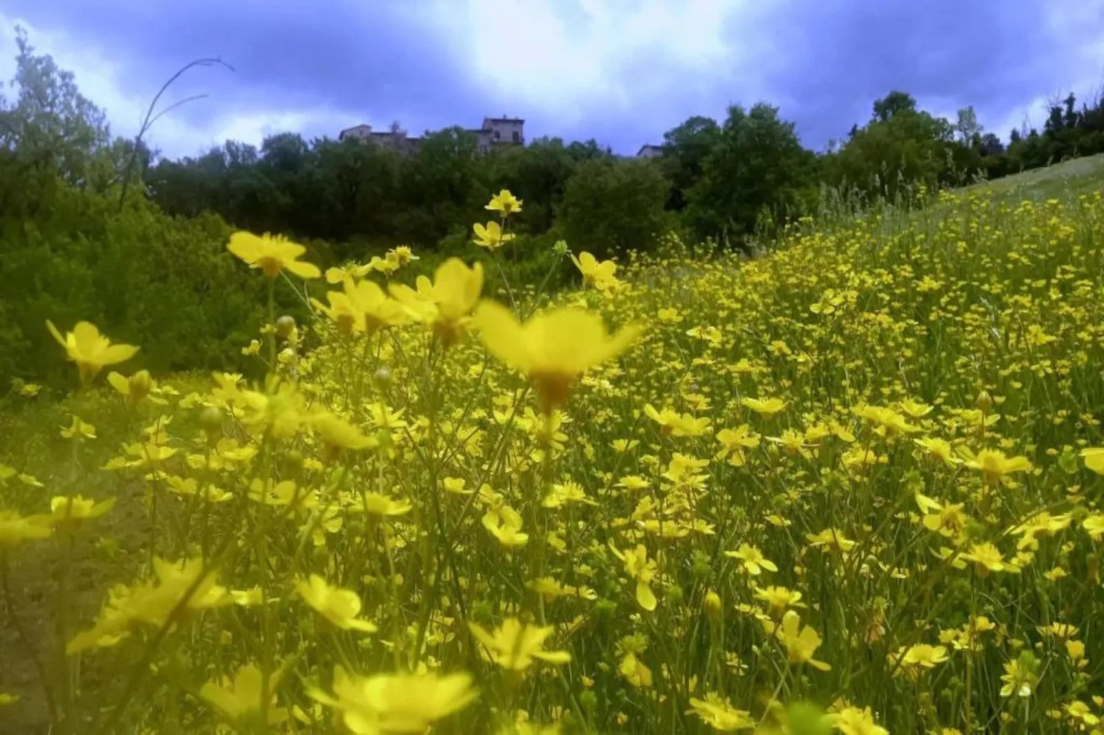 Salvia-Areas within 20km in summer