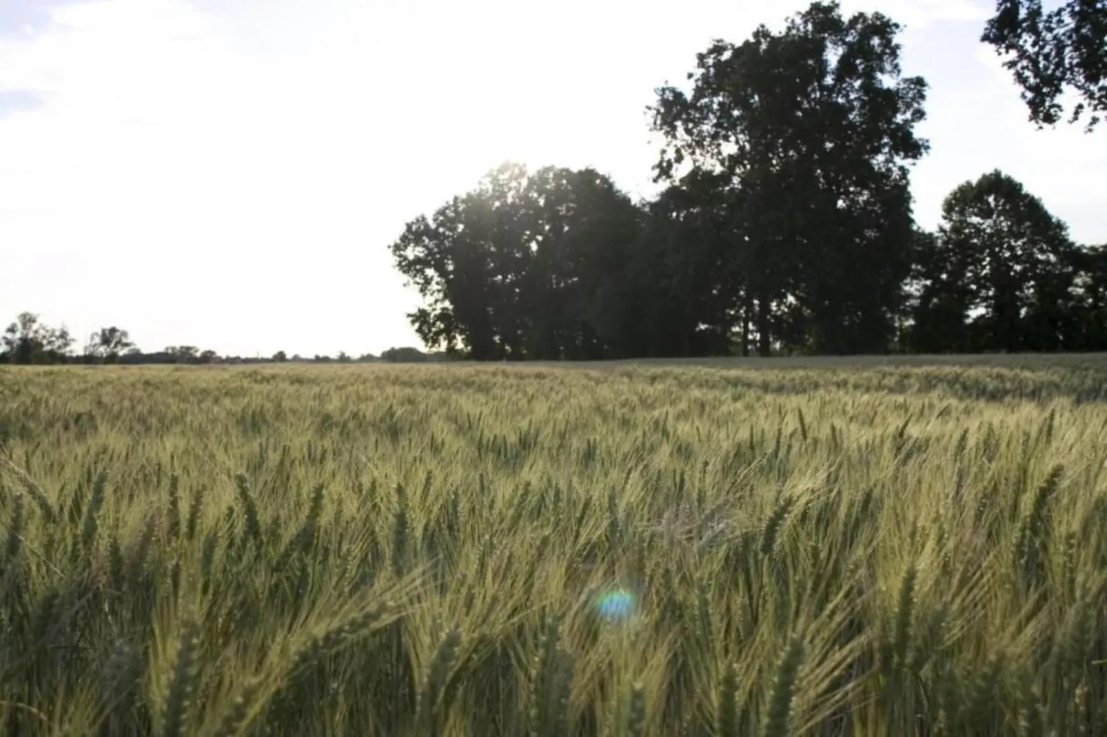 Violino Angelico 1 e 2-Areas within 20km in summer