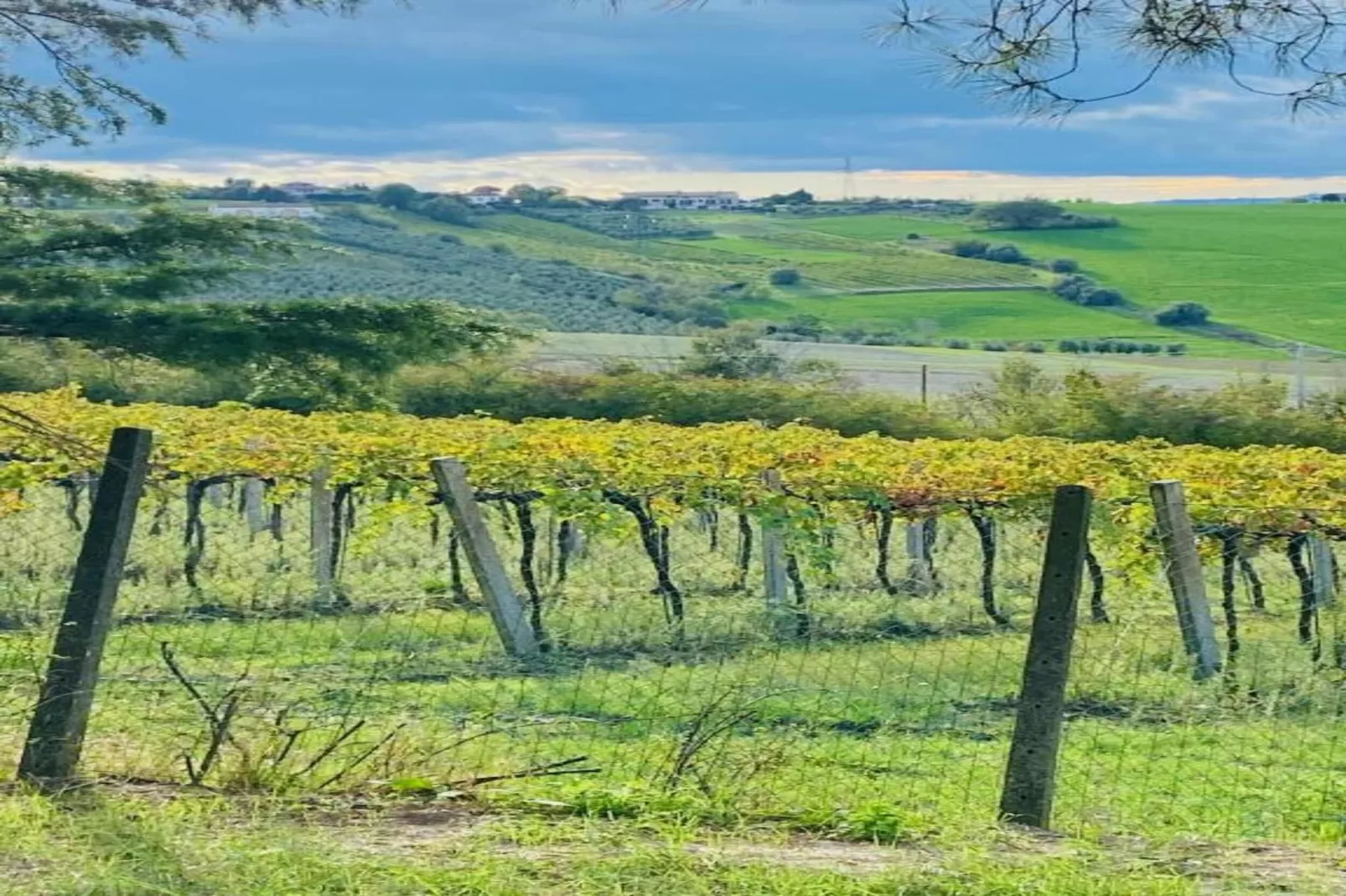 Sandro-Areas within 5km in summer