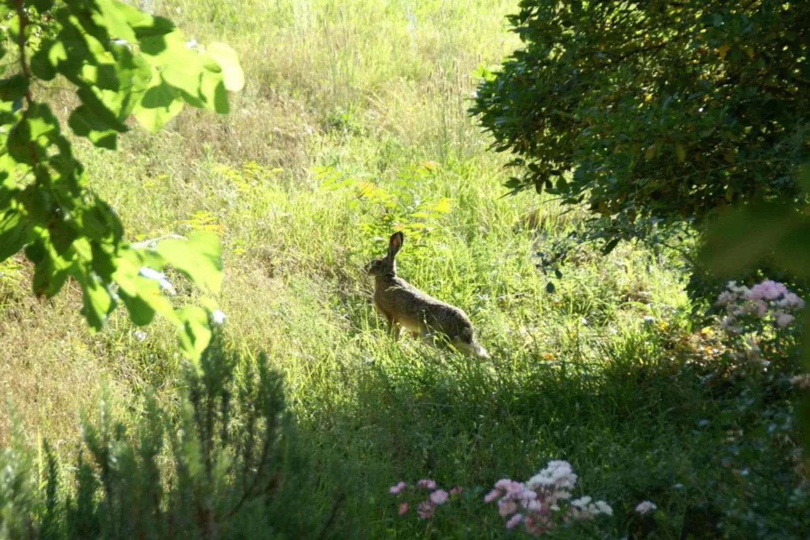 San Godenzo Sagrestia 2-Areas within 20km in summer