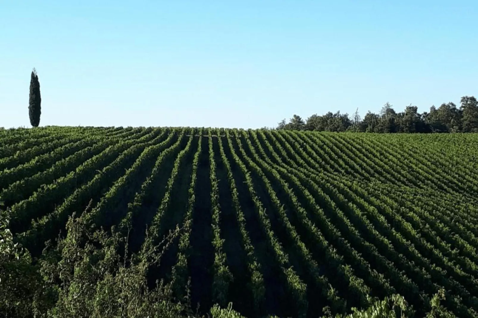 Paulonia-Areas within 20km in summer