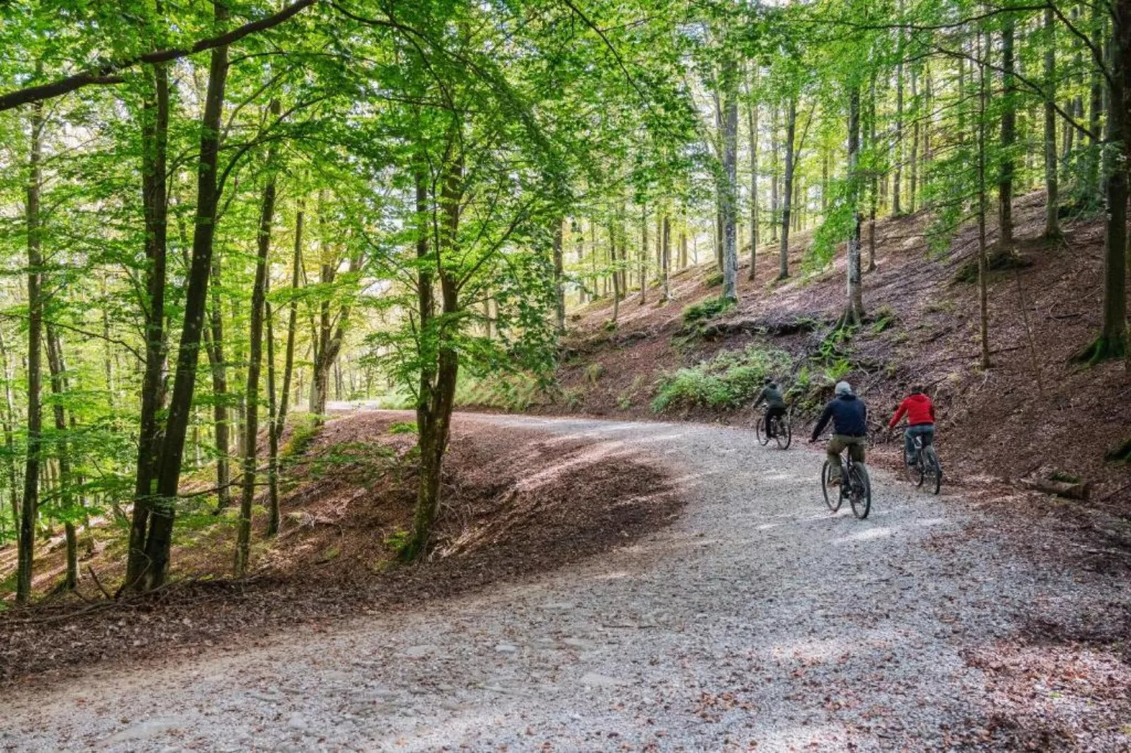 Renzo-Areas within 20km in summer