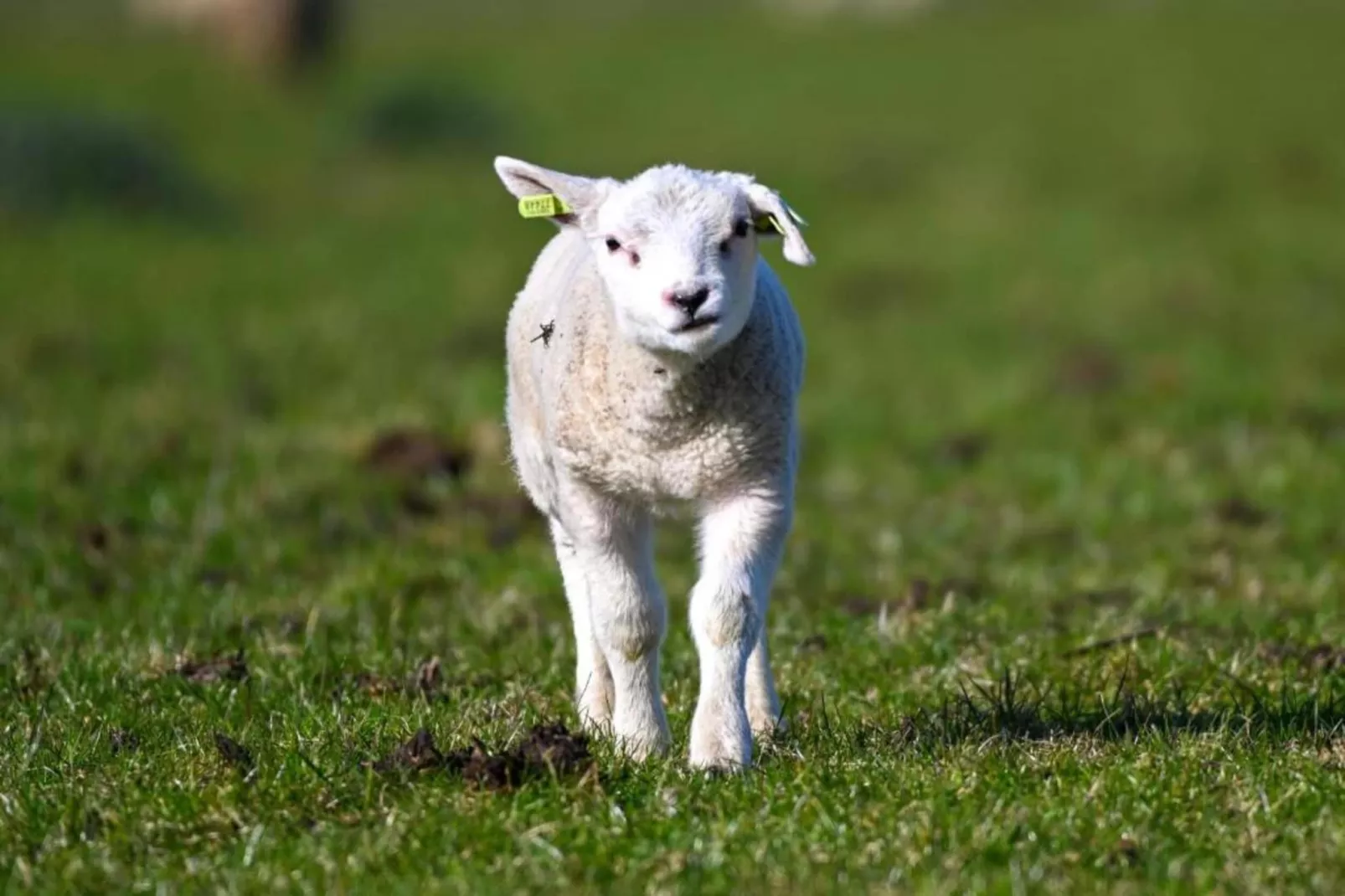 Residentie Californië 6-Zones été à 20 km