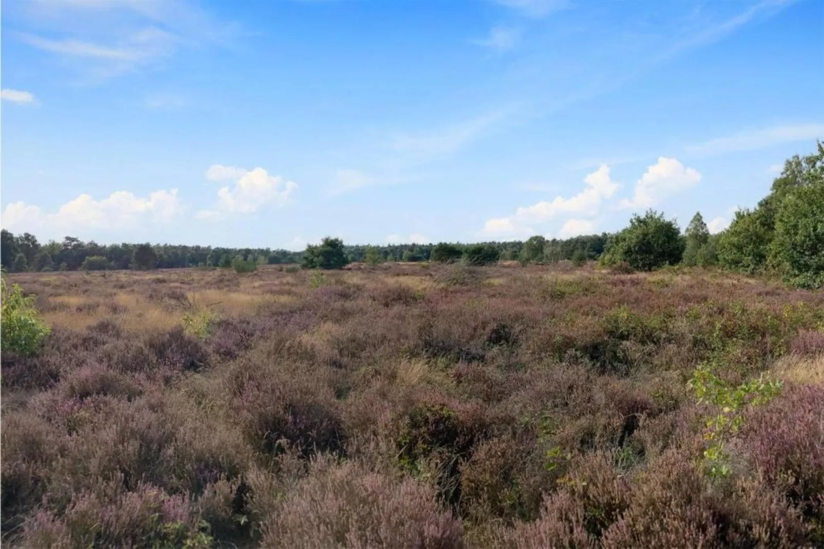 De Veluwse Hoevegaerde 1-Areas within 5km in summer