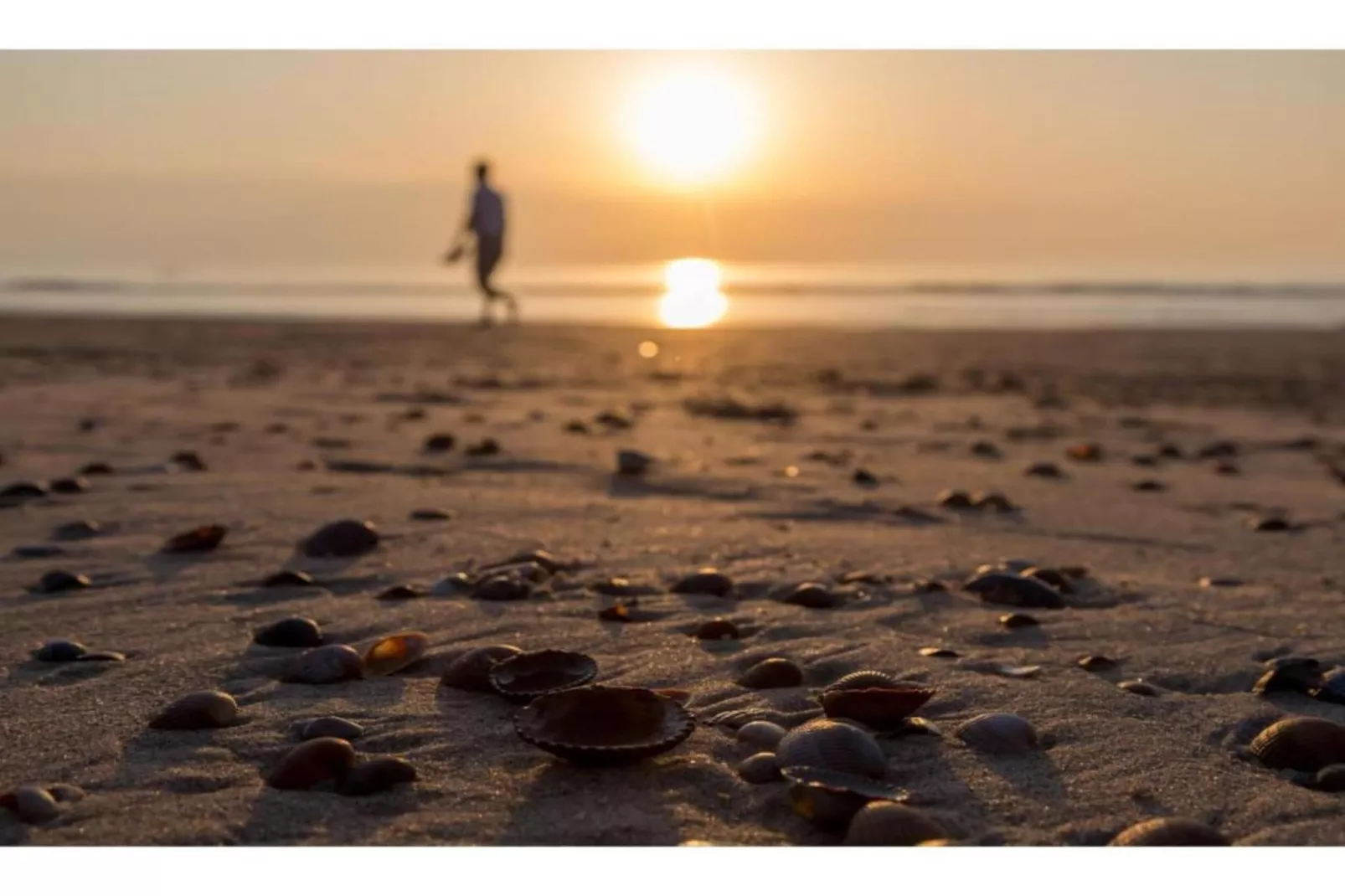 Vakantiepark Hof Domburg 24-Gebiete Sommer 20 km