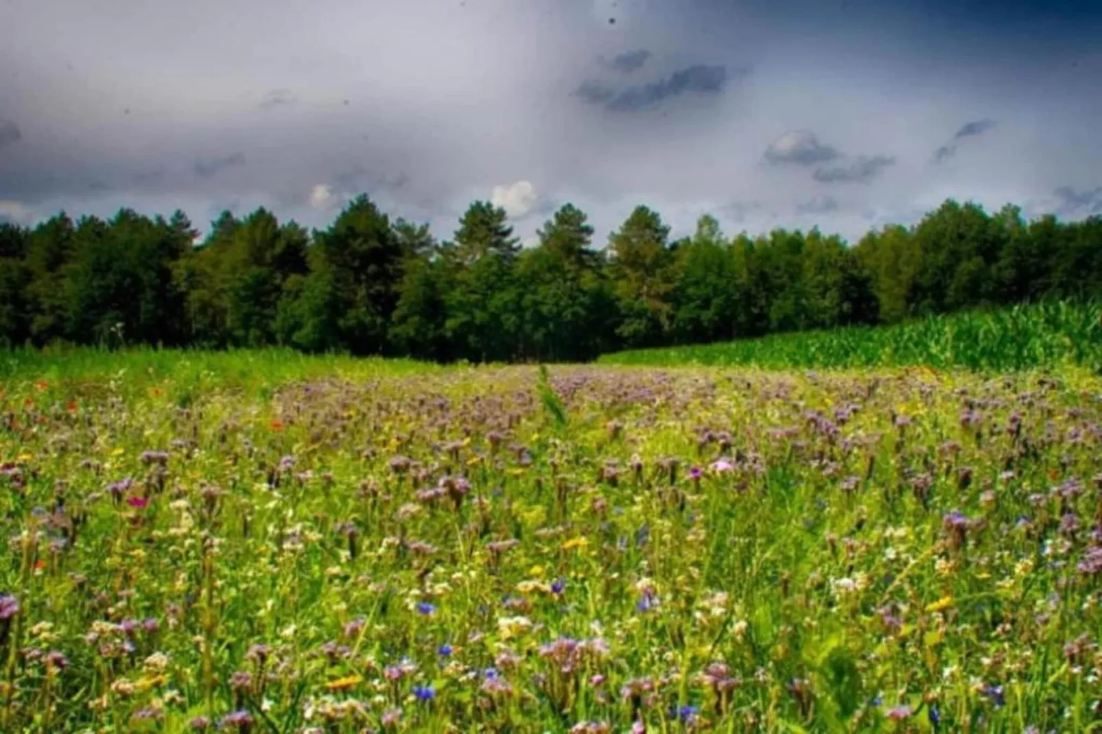 Vakantiepark Schaijk 4-Areas within 5km in summer