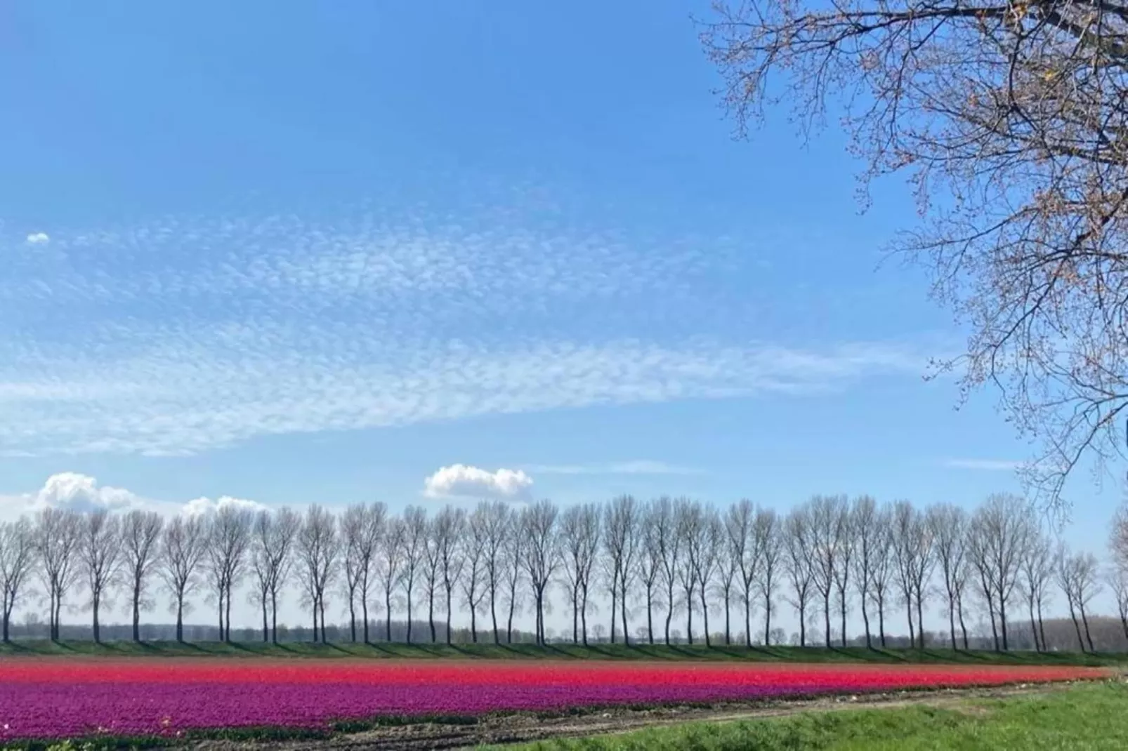 Houck-Areas within 20km in summer