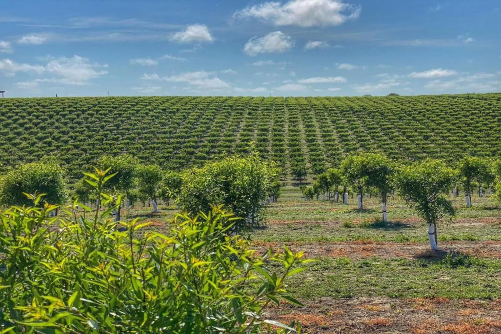 Lavanda-Areas within 20km in summer