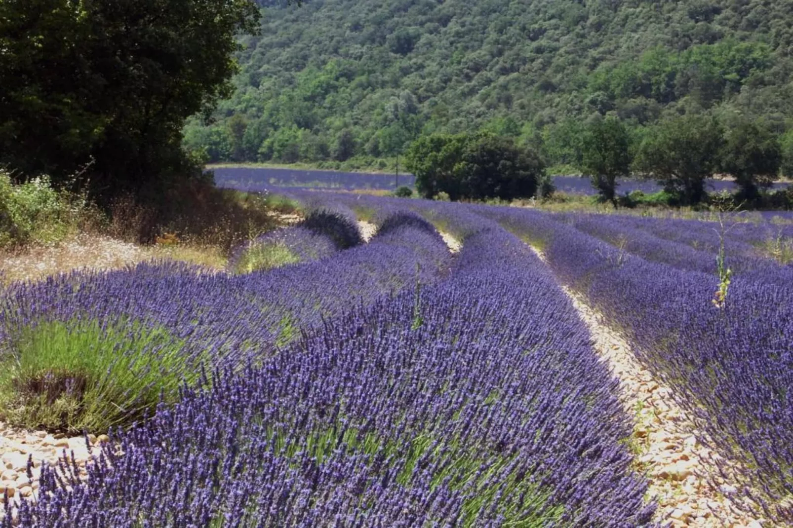 	 Résidence La Licorne de Haute-Provence 5-Gebiete Sommer 5 km
