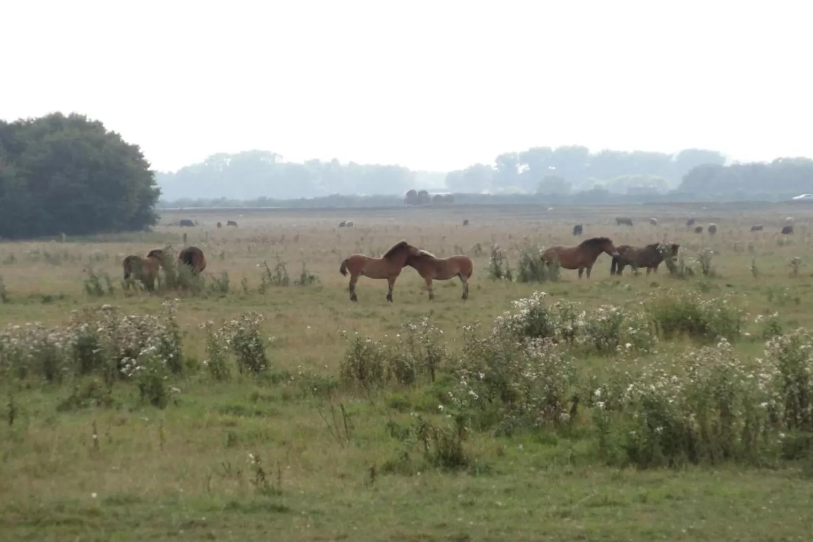 Vakantiepark Schaijk 10-Gebiete Sommer 5 km