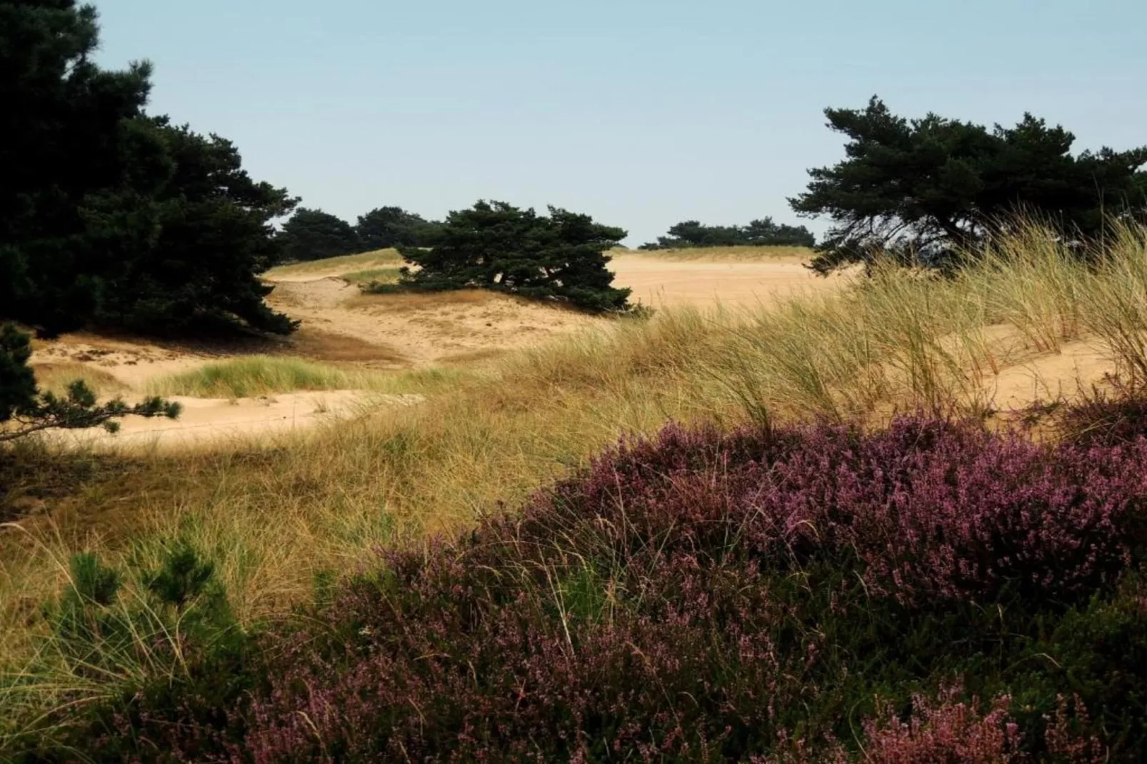 Resort Drentse Weelde 1-Areas within 5km in summer