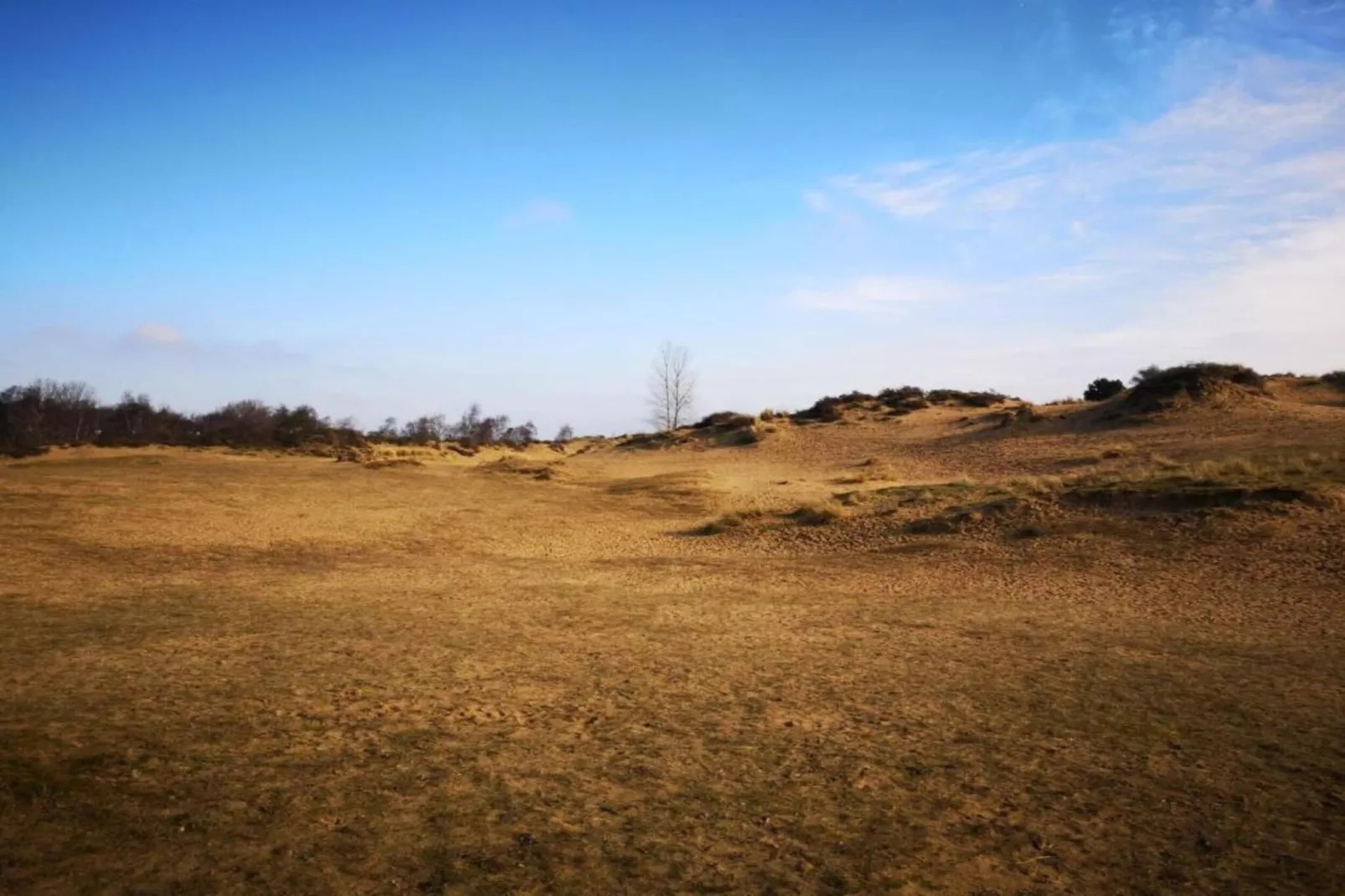 WESTDIEP/WEST31-Areas within 5km in summer