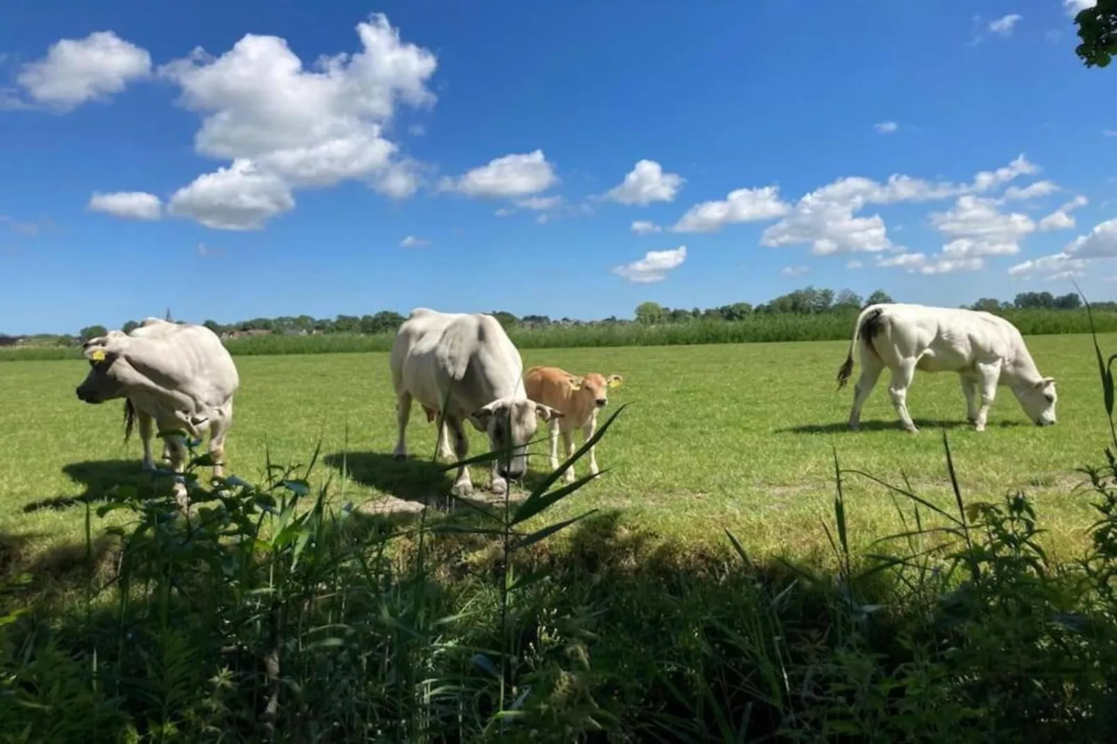 Huisje 'In de Tuin' A en B-Areas within 20km in summer