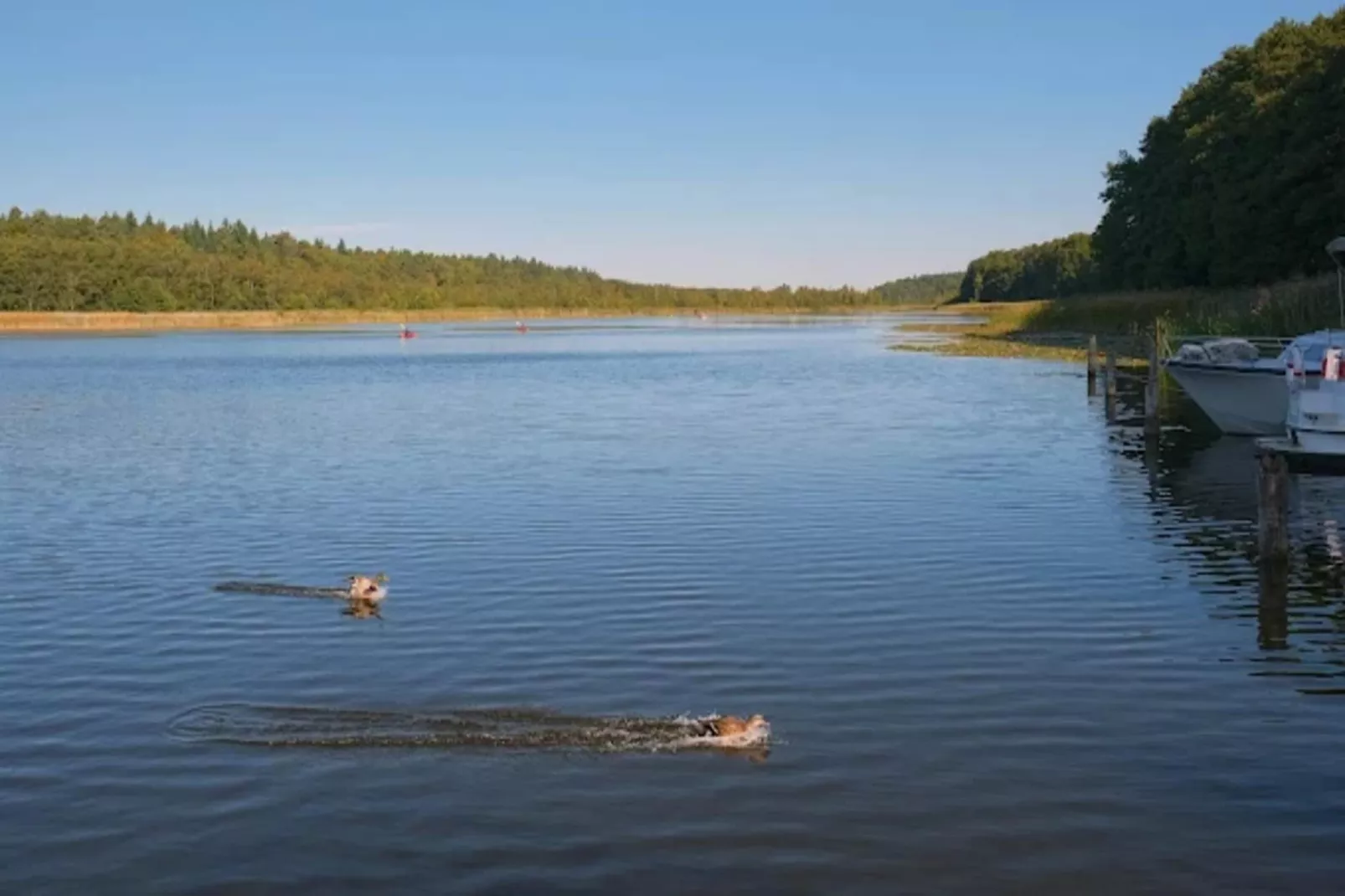 Kormoran 125-Areas within 1km in summer