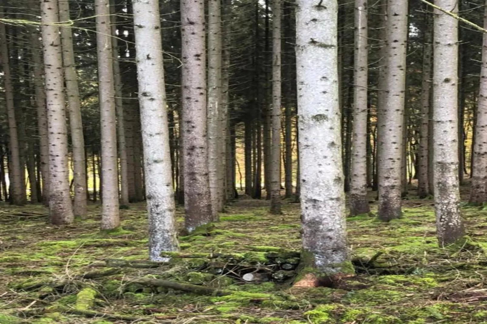 Douglas-Areas within 20km in summer