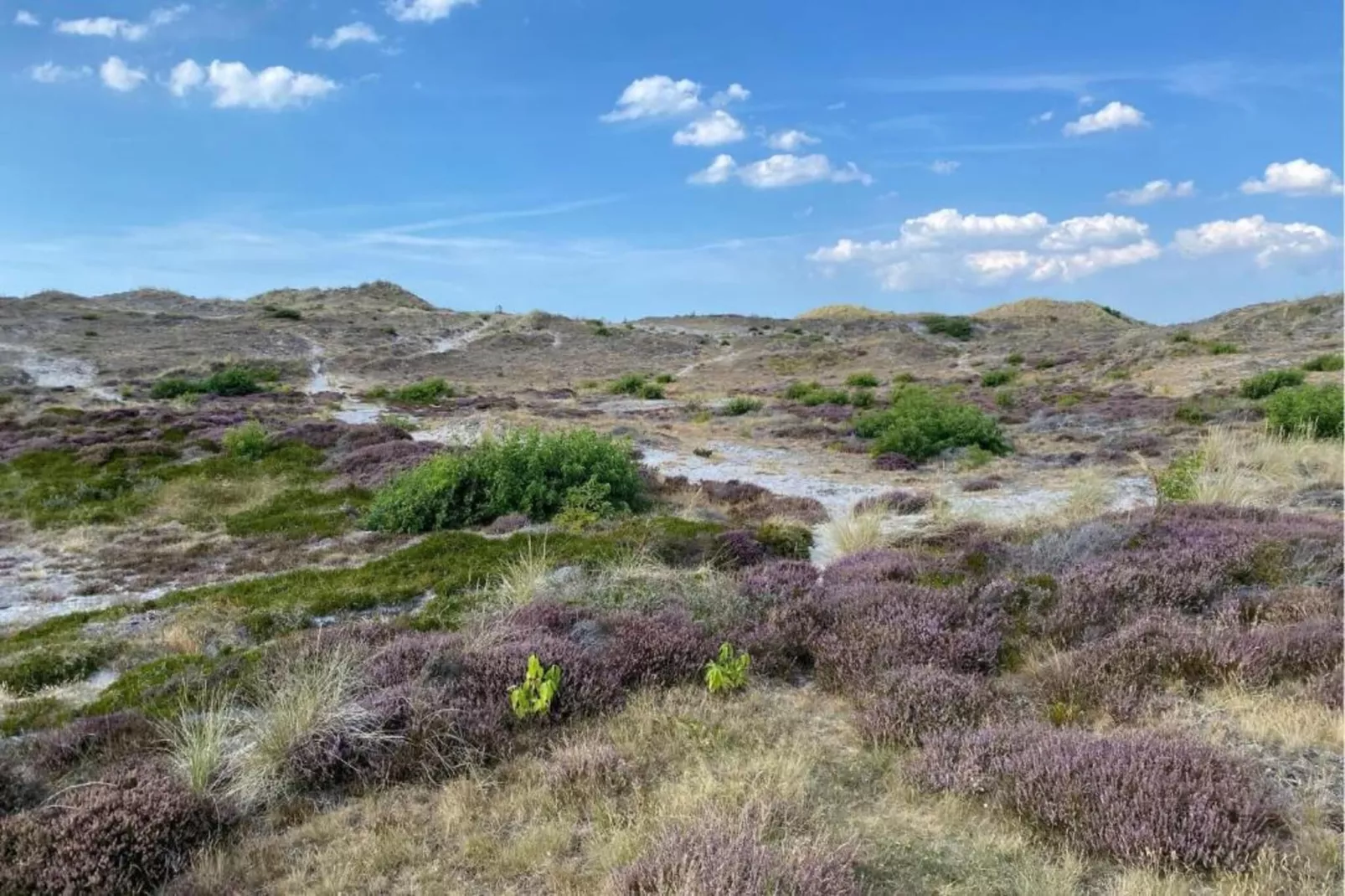 De Veldwachter-Areas within 20km in summer