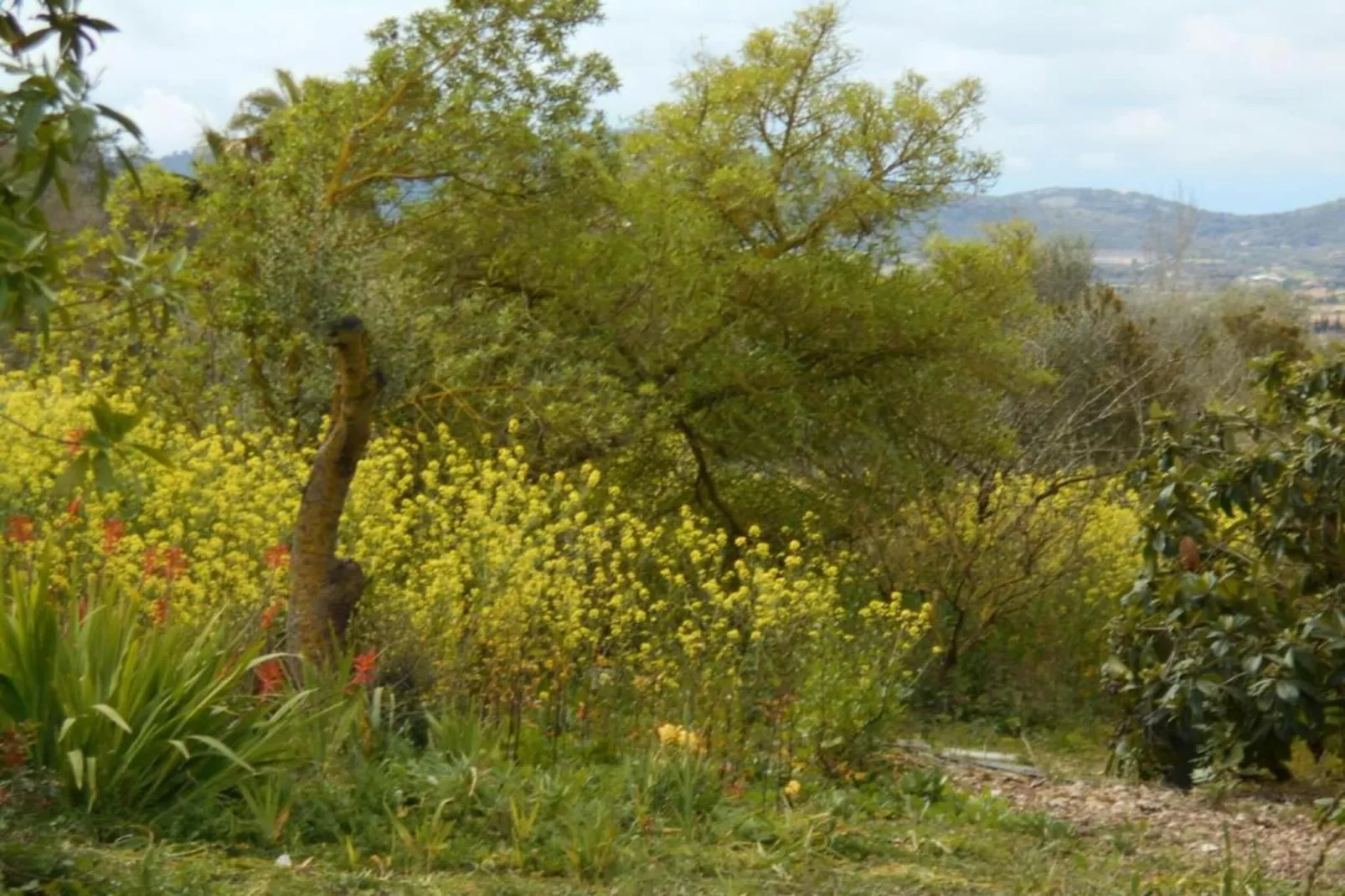 Pleta 8 PAX-Areas within 5km in summer