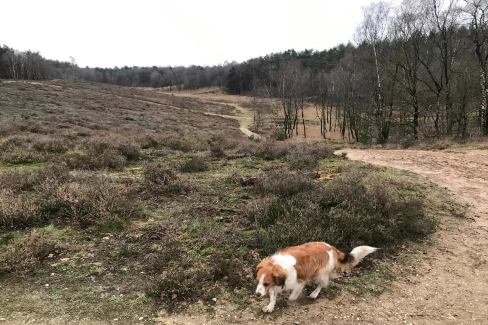 Heivlinder 4p-Gebiete Sommer 5 km