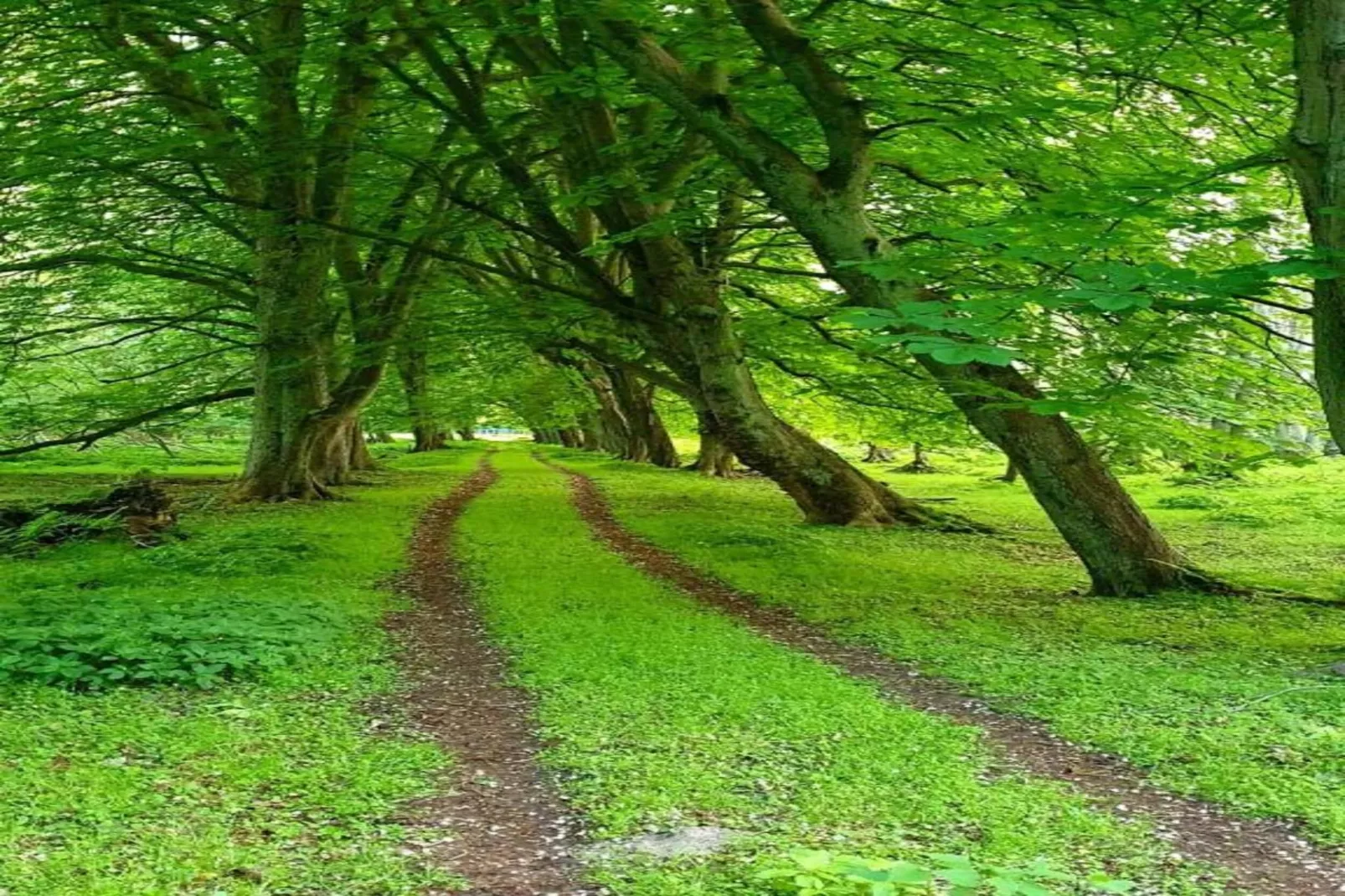 Kirchturmblick-Areas within 20km in summer