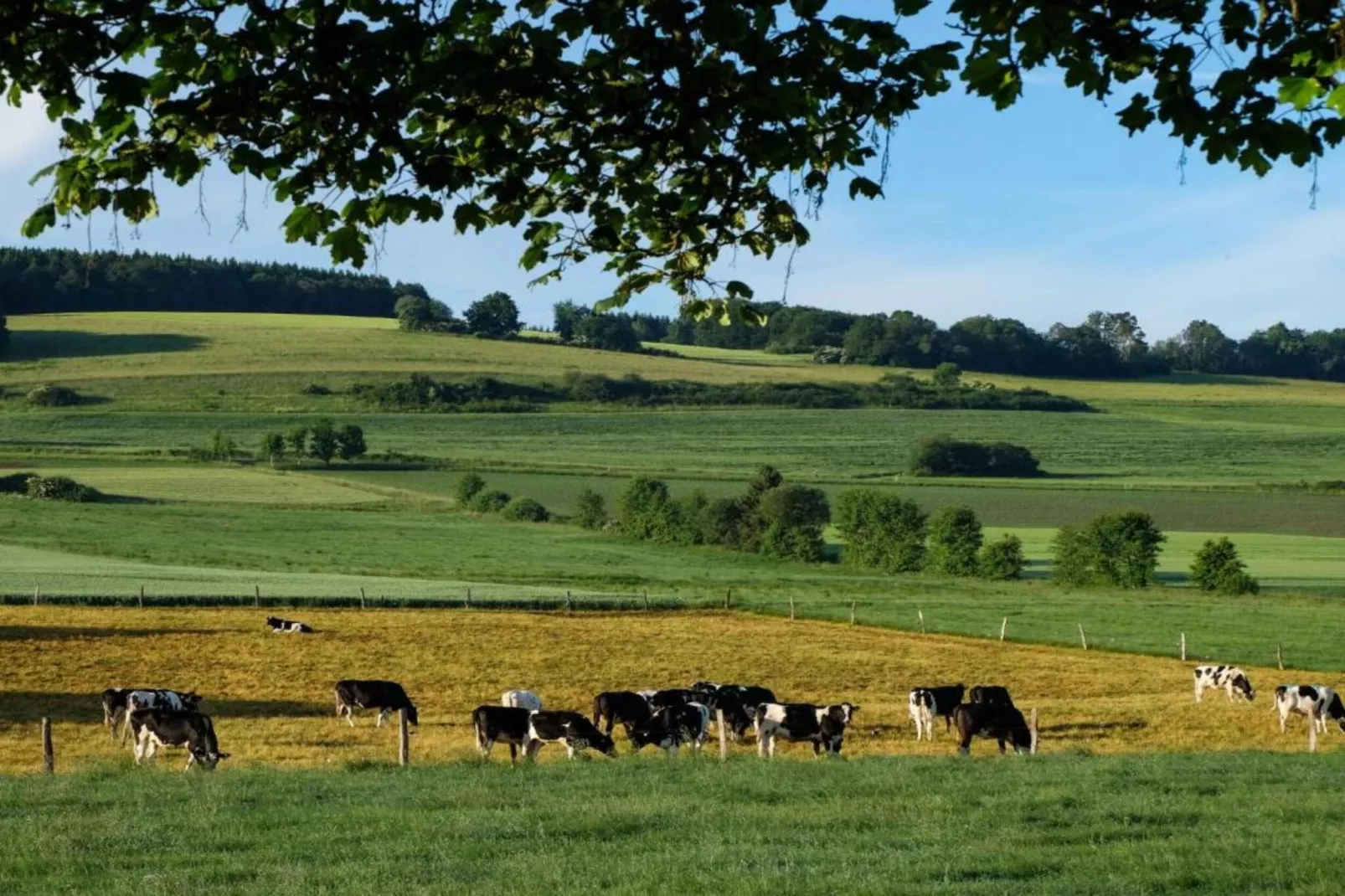 Feriendorf Reinskopf 5-Areas within 5km in summer
