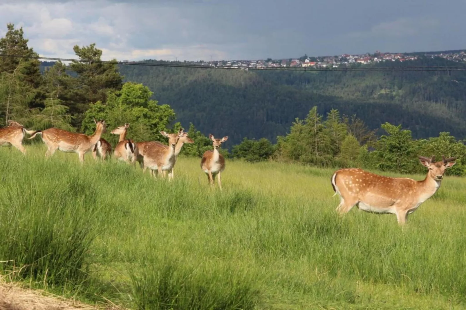 Panoramablick-Areas within 20km in summer