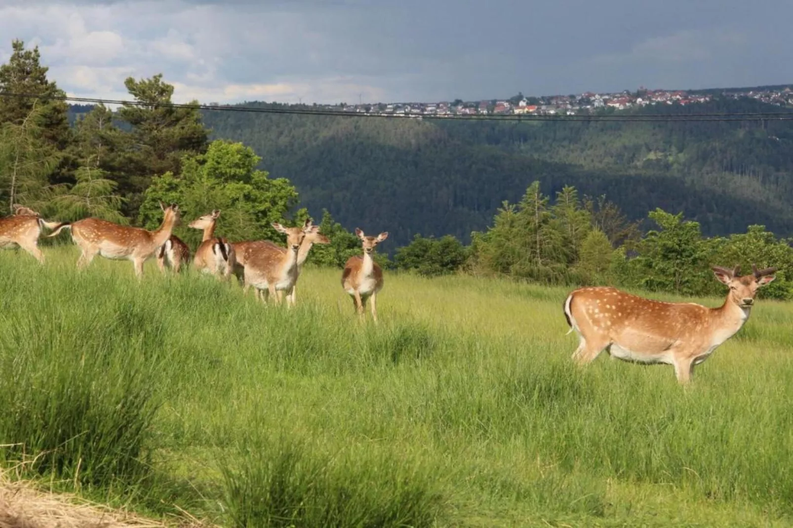Schwarzwald-Gebiete Sommer 20 km